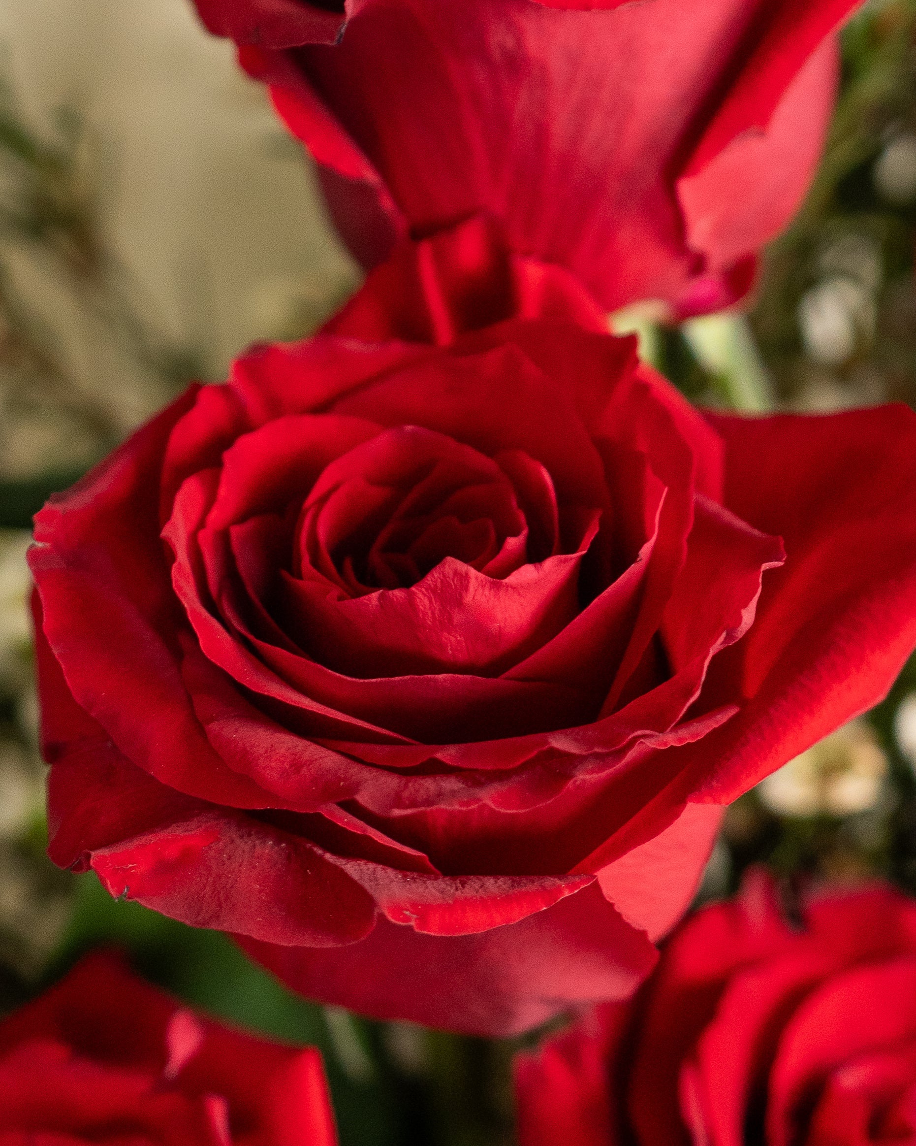 12 Red Roses Bouquet, 12 red roses bouquet, from Uniflora Dubai (alternate view)