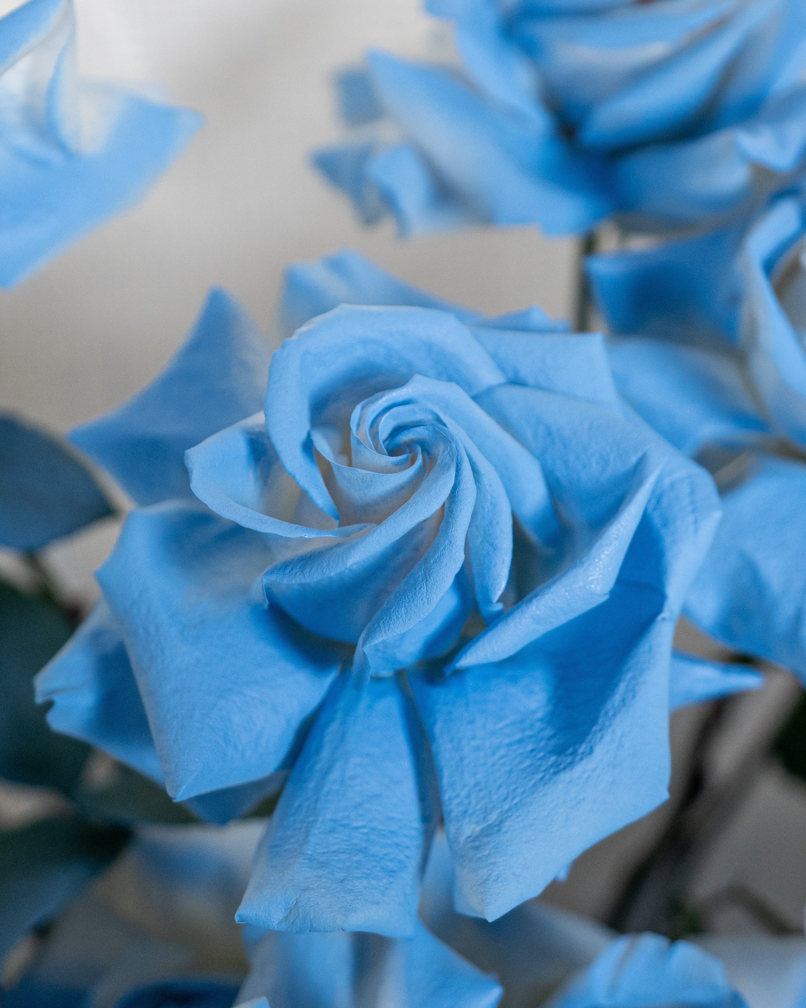 20 Rose Baby Blue - Uniflora