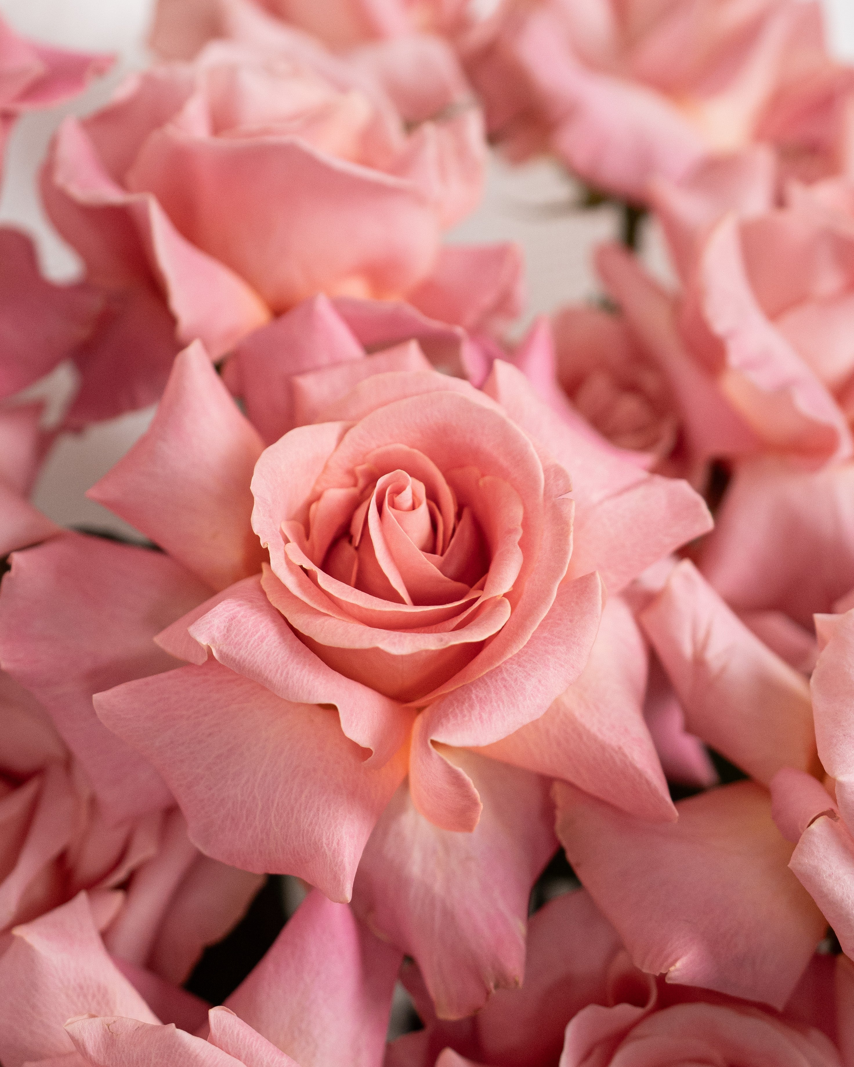 20 Rose Pink blooms - Uniflora
