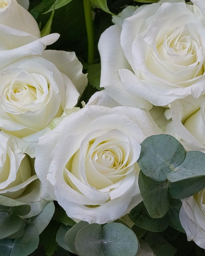 50 White Roses Grande - Uniflora