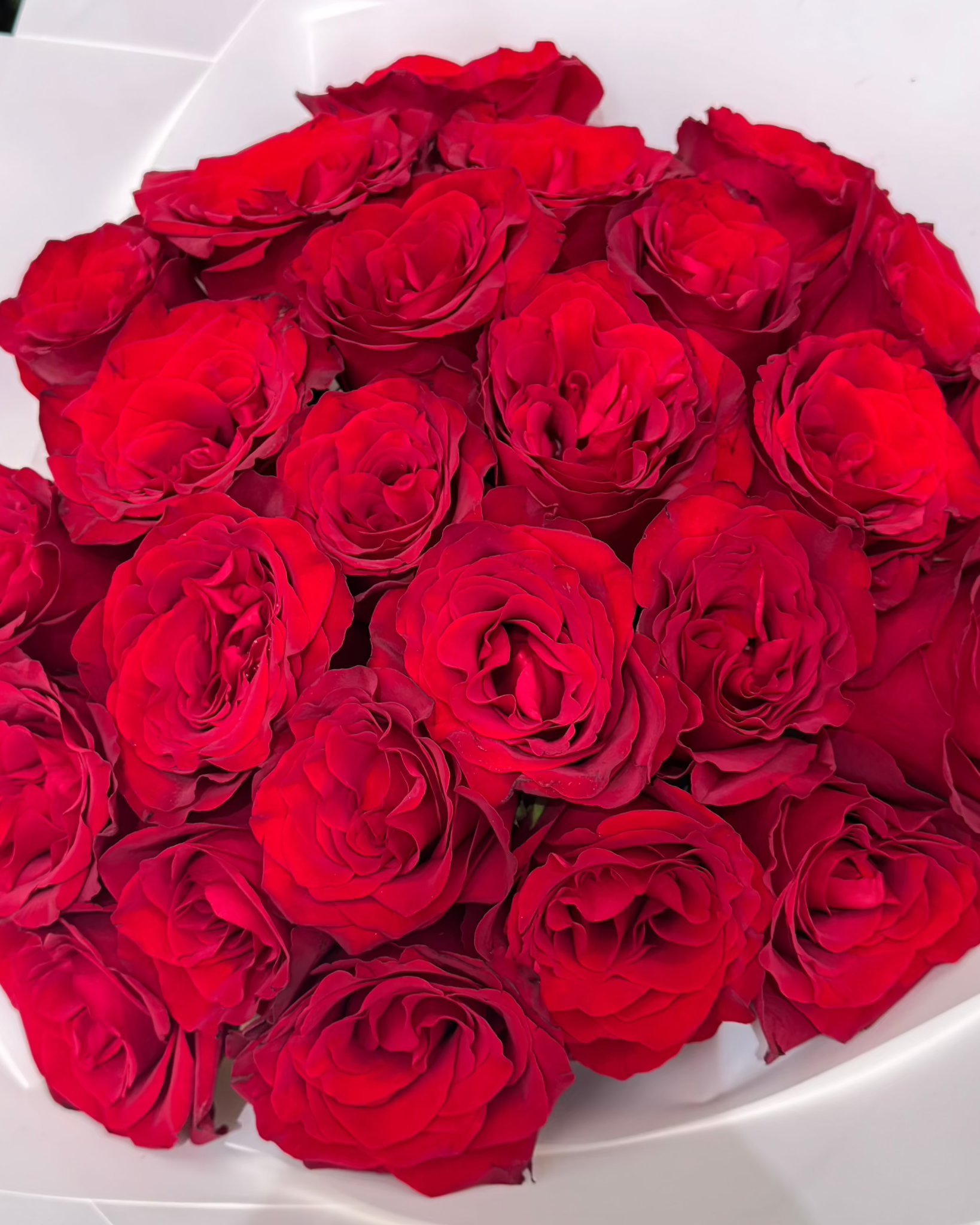 25 Red Roses bouquet, 25 red roses bouquet, from Uniflora Dubai (alternate view)