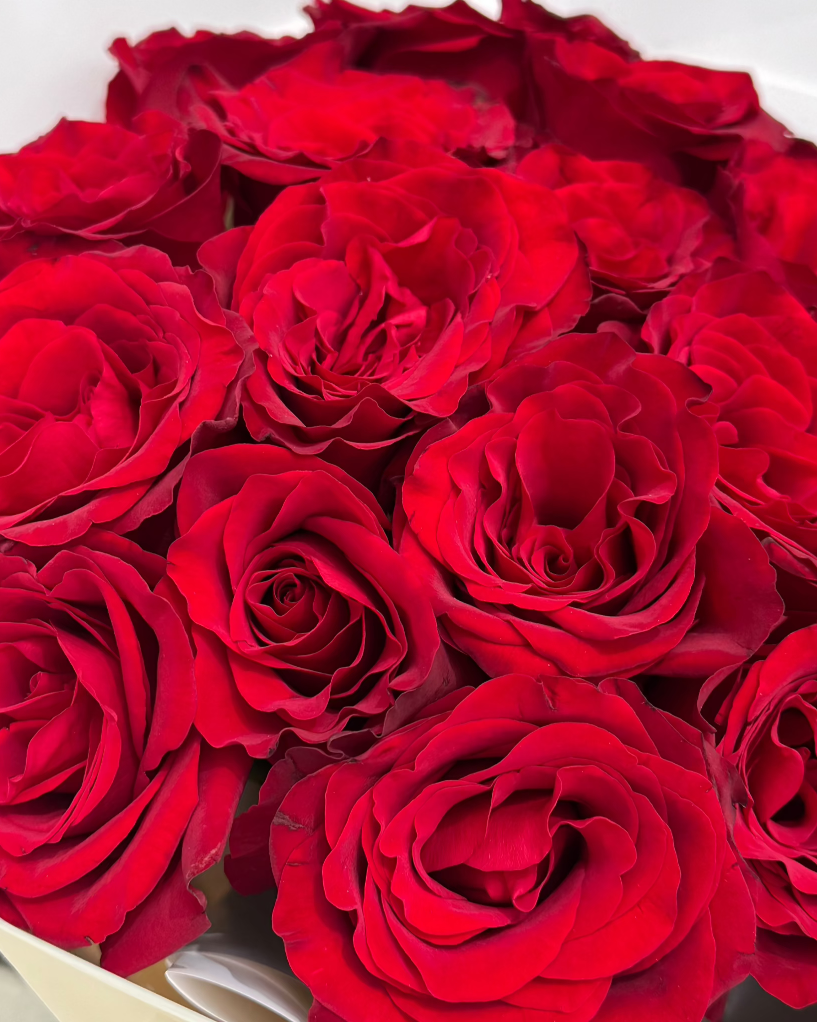 25 Red Roses bouquet, 25 red roses bouquet, from Uniflora Dubai (alternate view)