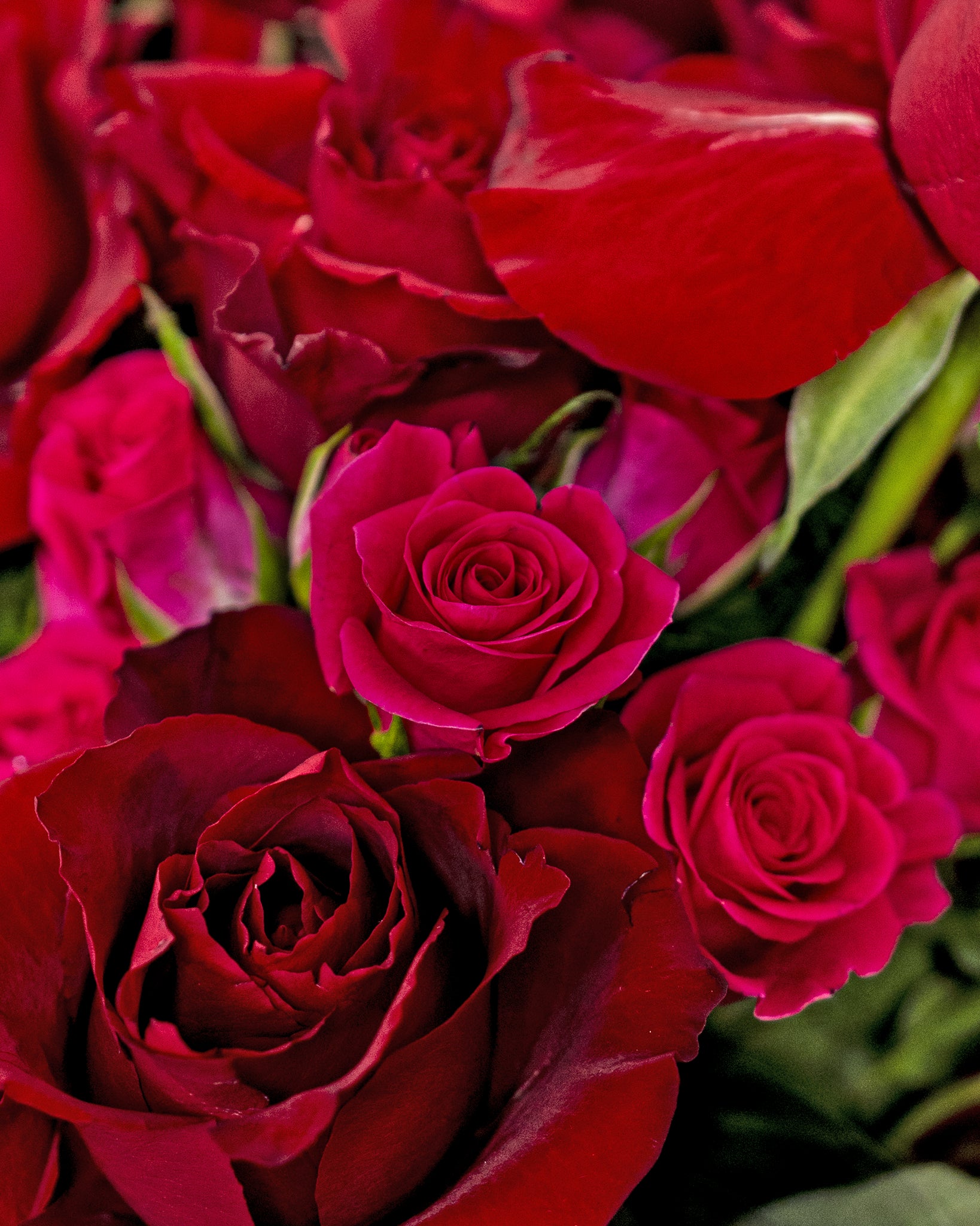 Passion Red Roses, red roses bouquet, from Uniflora Dubai (alternate view)
