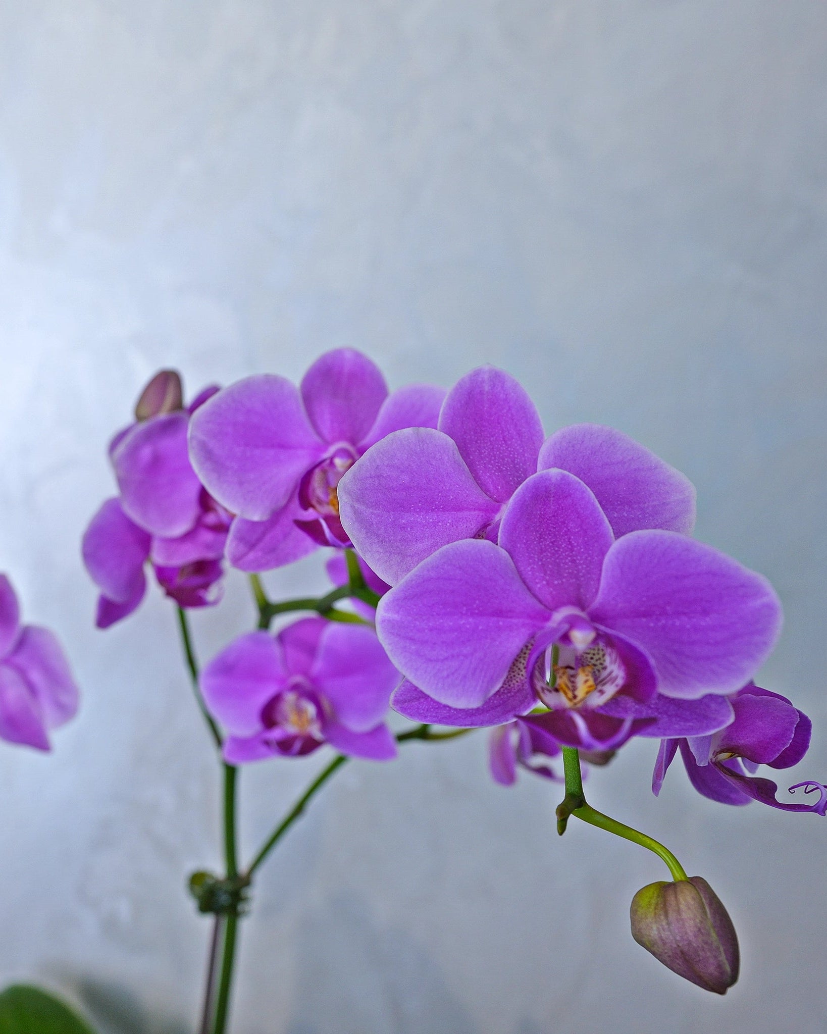 Amethyst Cascade Orchids, purple orchids potted plant, from Uniflora Dubai (alternate view)