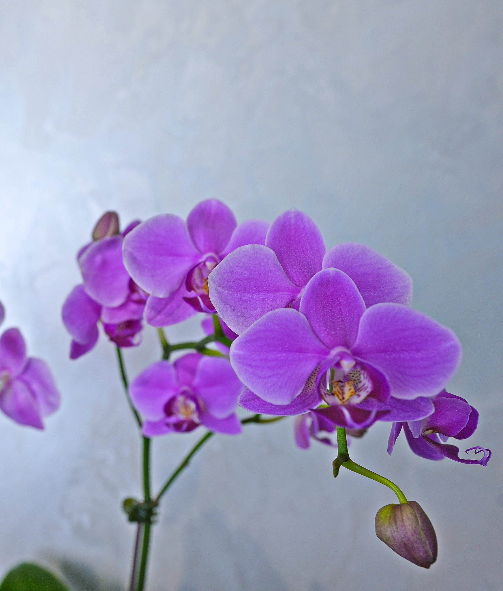 Amethyst Cascade Orchids - Uniflora