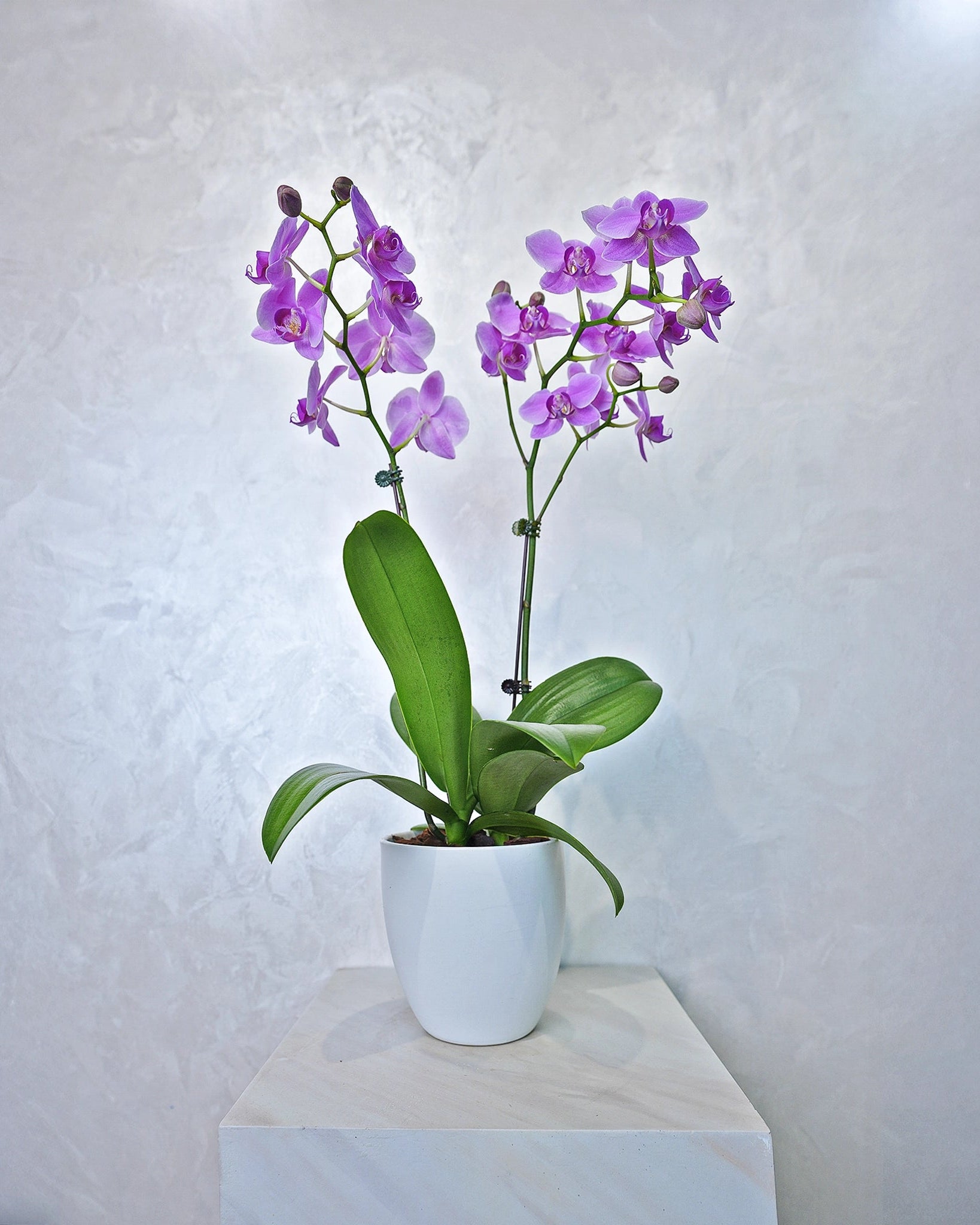 Amethyst Cascade Orchids, purple orchids potted plant, from Uniflora Dubai