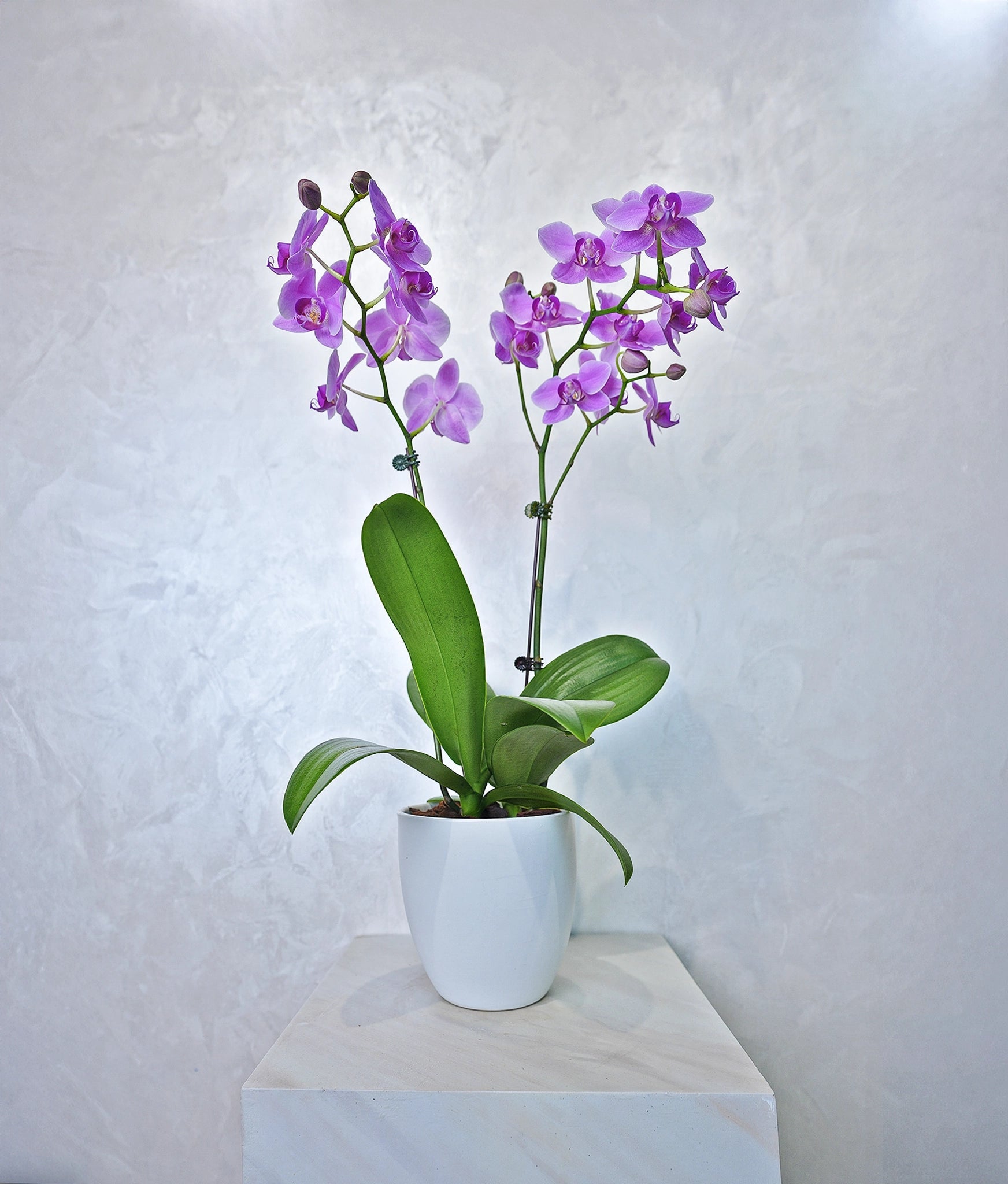 Amethyst Cascade Orchids - Uniflora
