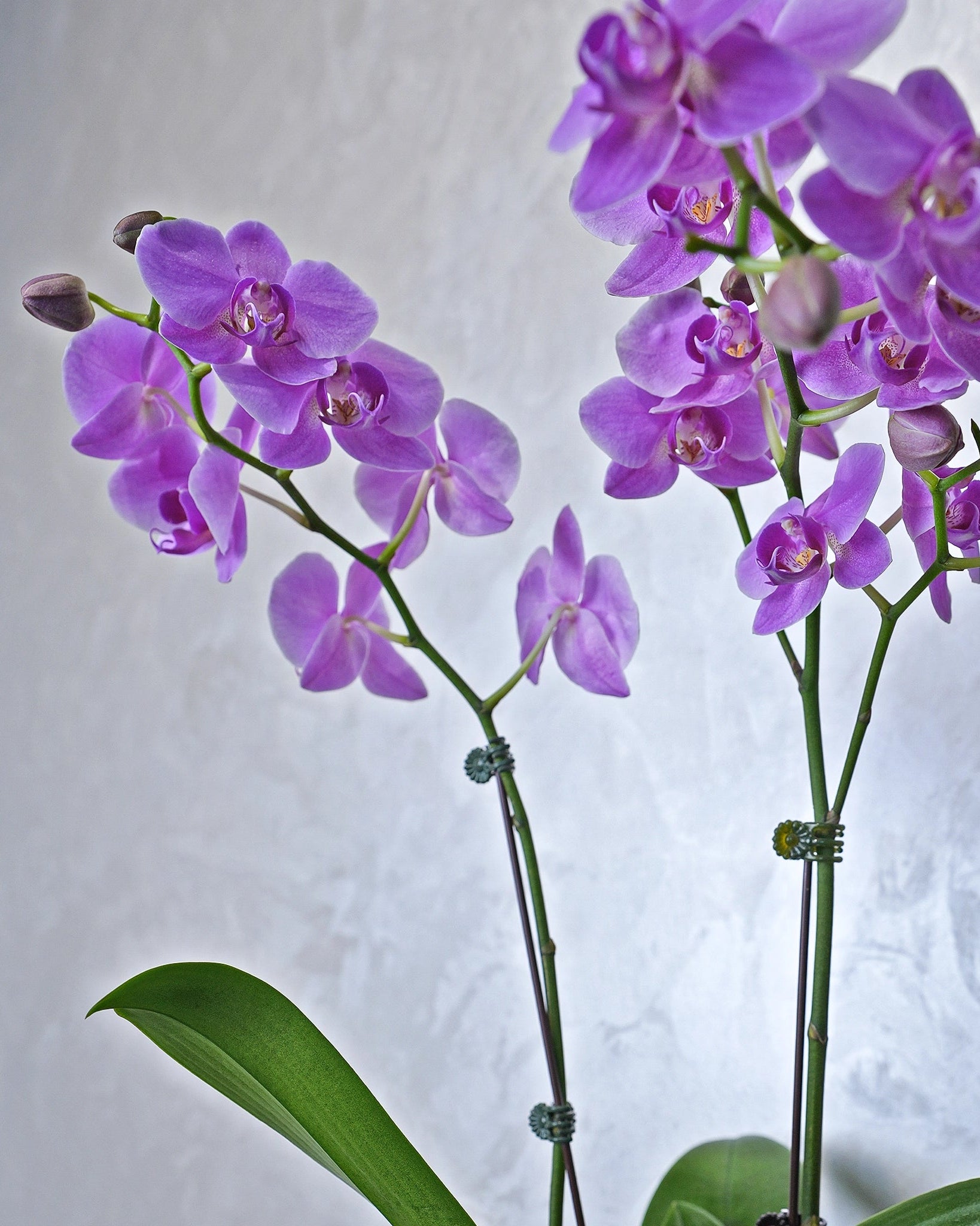 Amethyst Cascade Orchids, purple orchids potted plant, from Uniflora Dubai (alternate view)
