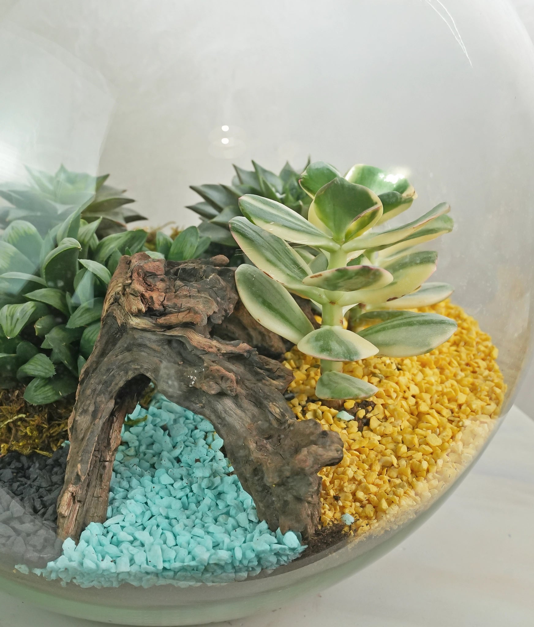 Beach Terrarium - Uniflora