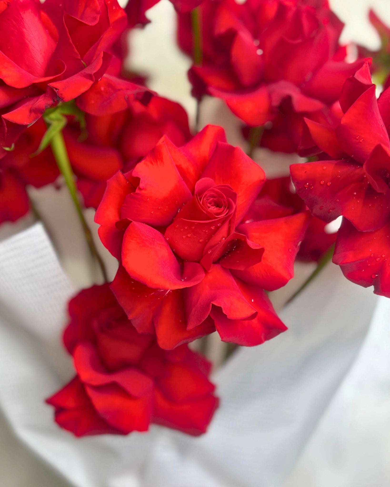 Bloomingdale Red roses - Uniflora