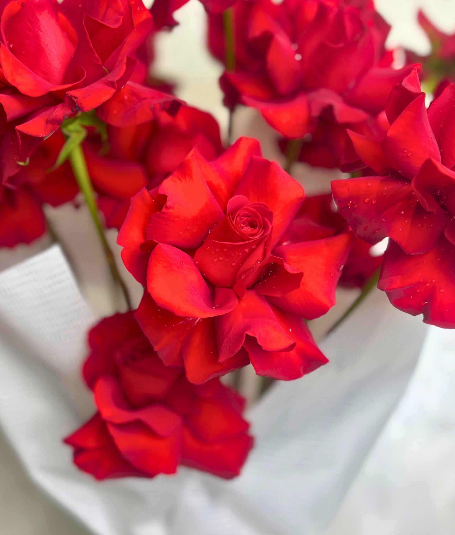 Bloomingdale Red roses - Uniflora