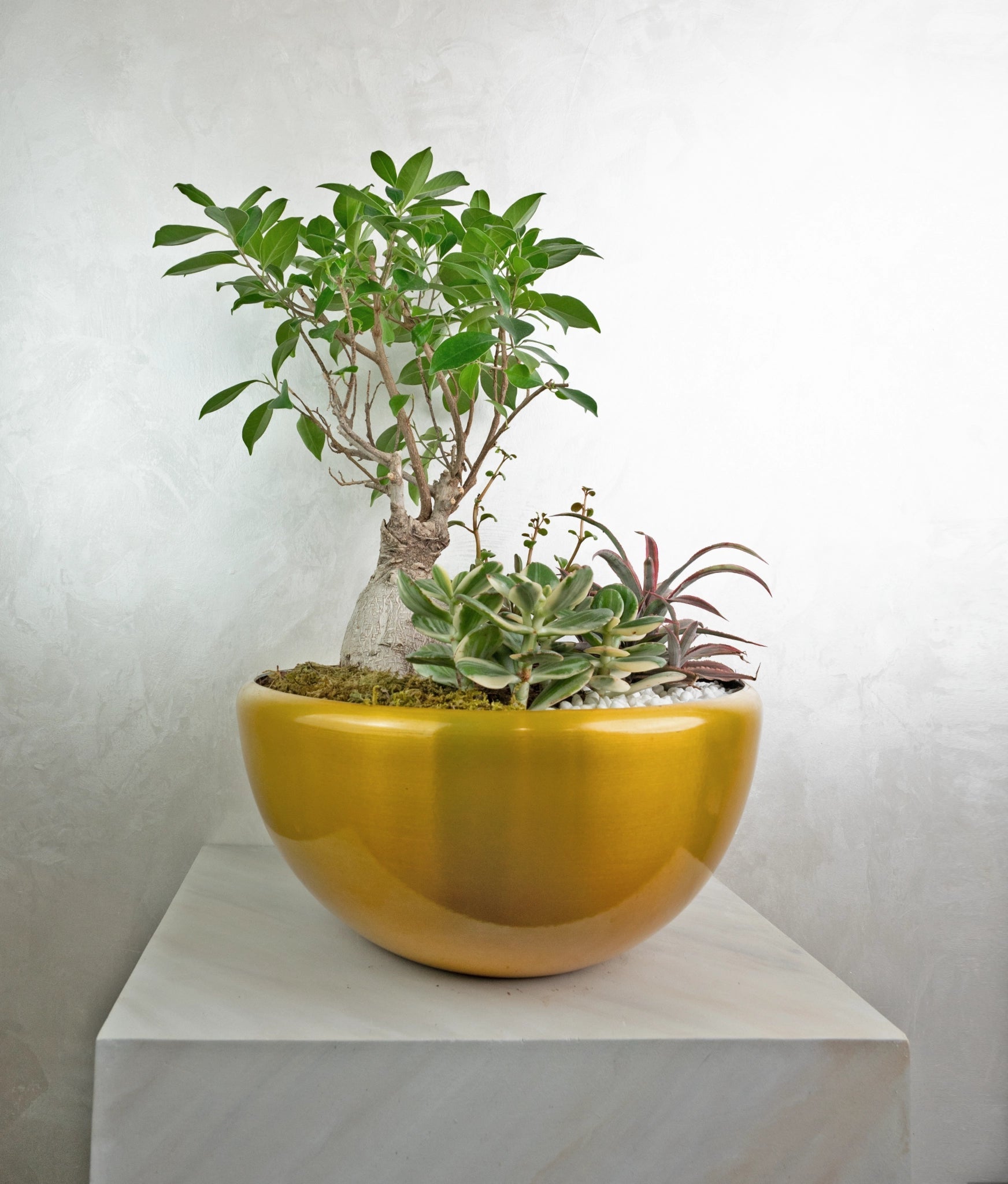 Bonsai Island - Uniflora