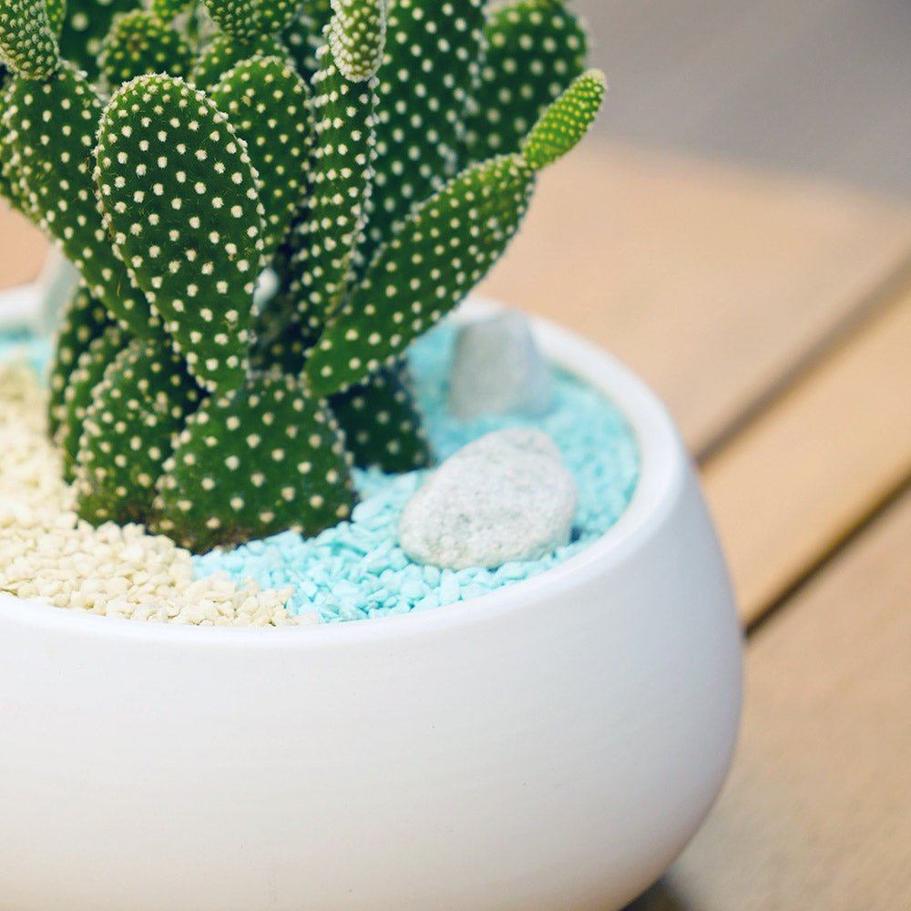 Cactus Chic - Uniflora