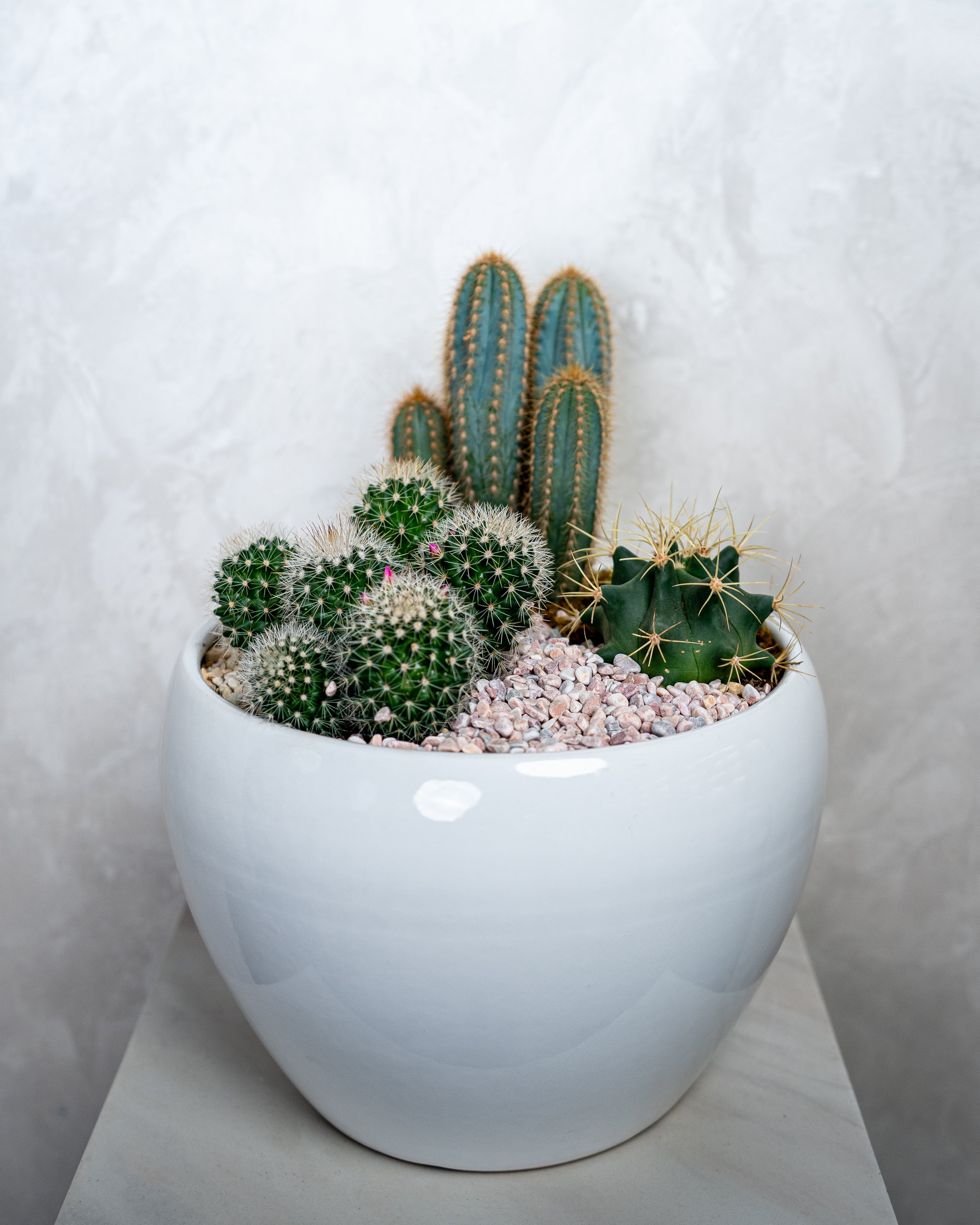 Cactus Garden - Uniflora