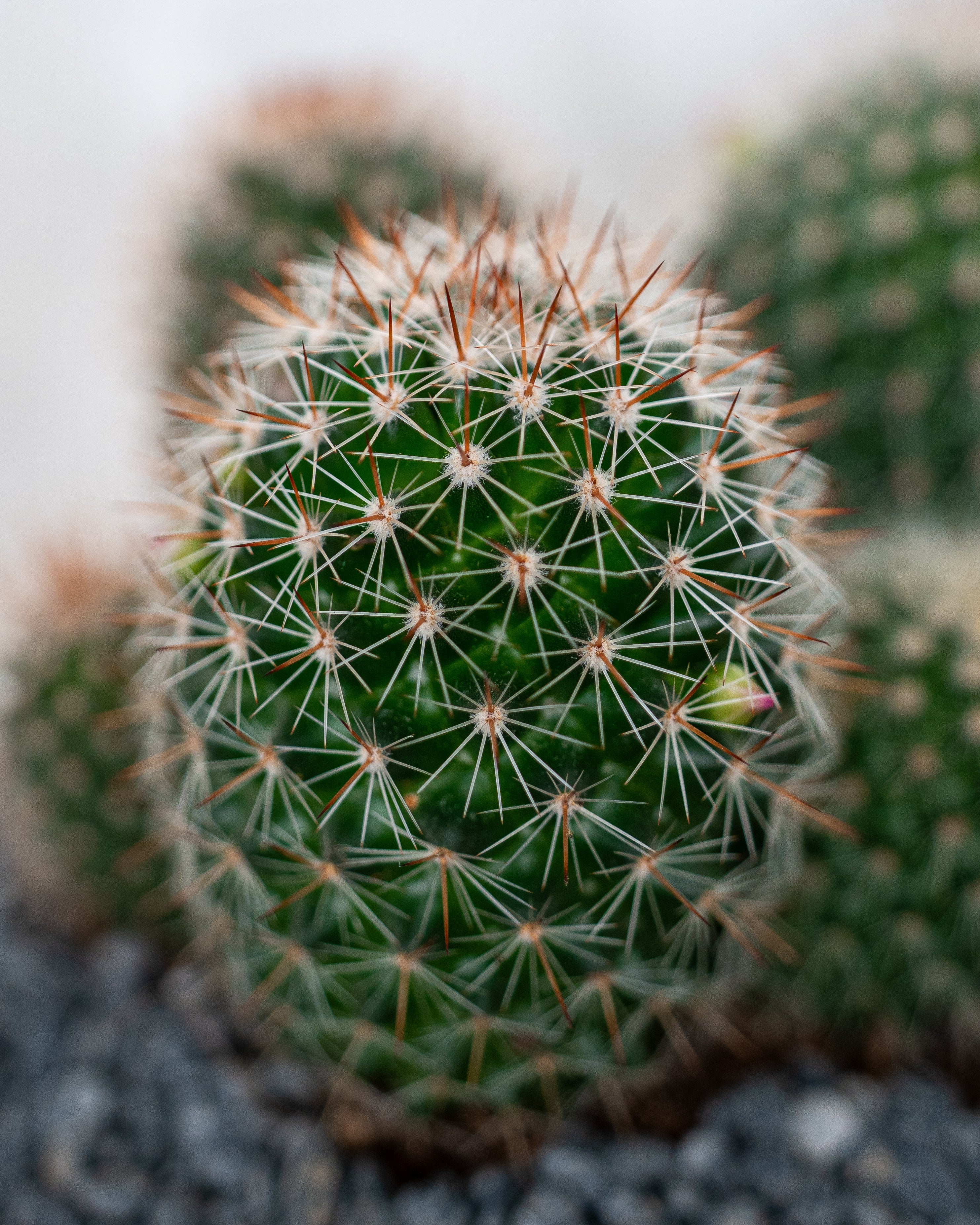 Cactus Studio - Uniflora