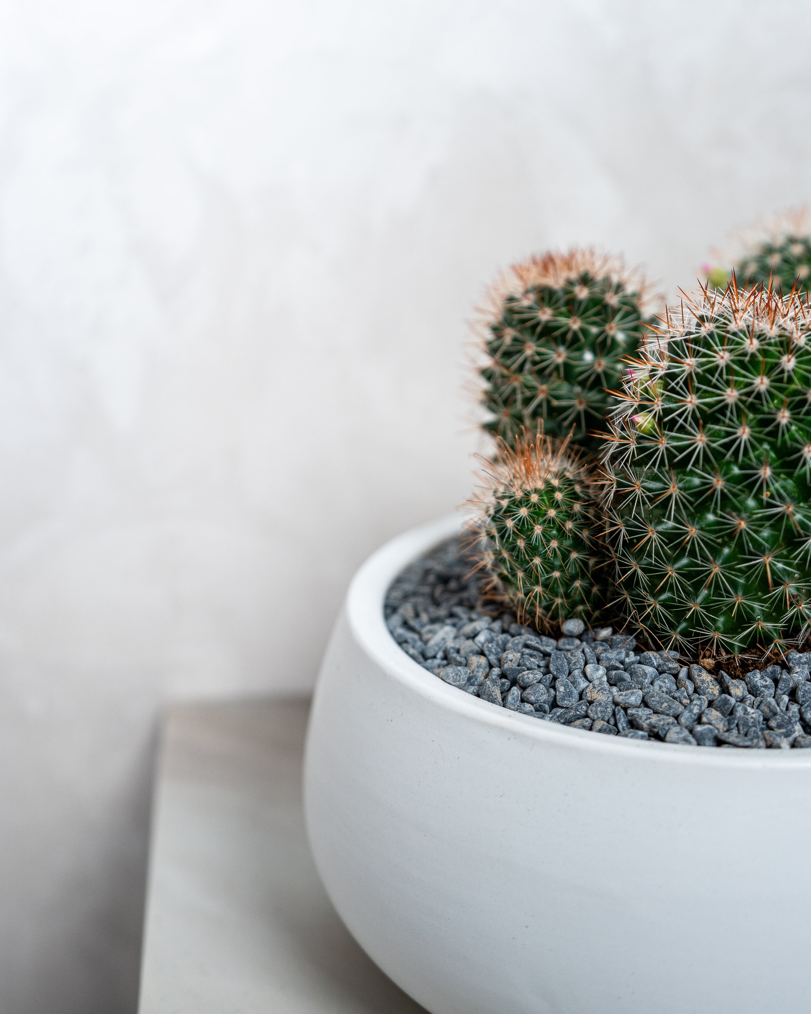 Cactus Studio - Uniflora