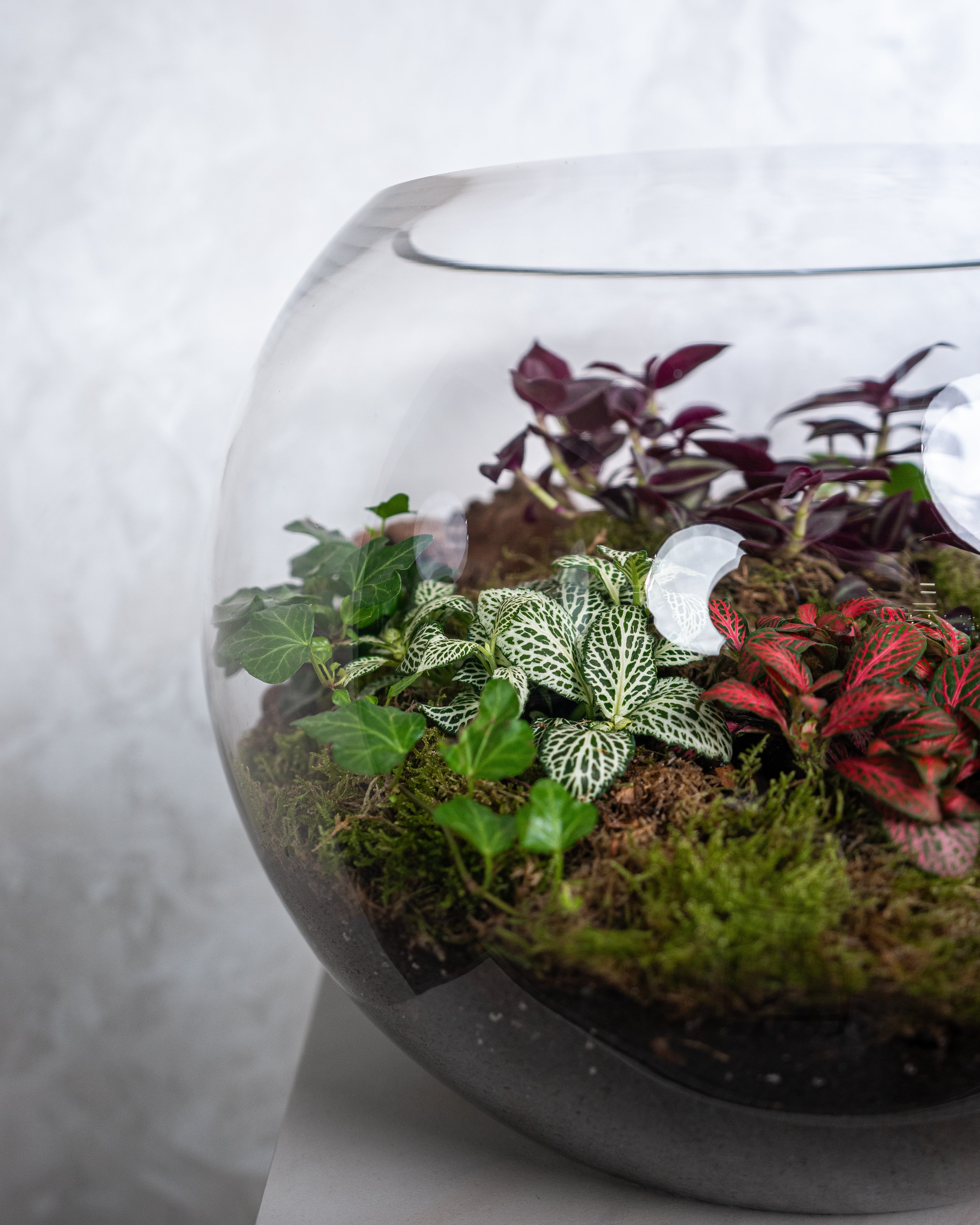 Cheerful Foliage Terrarium - Large - Uniflora