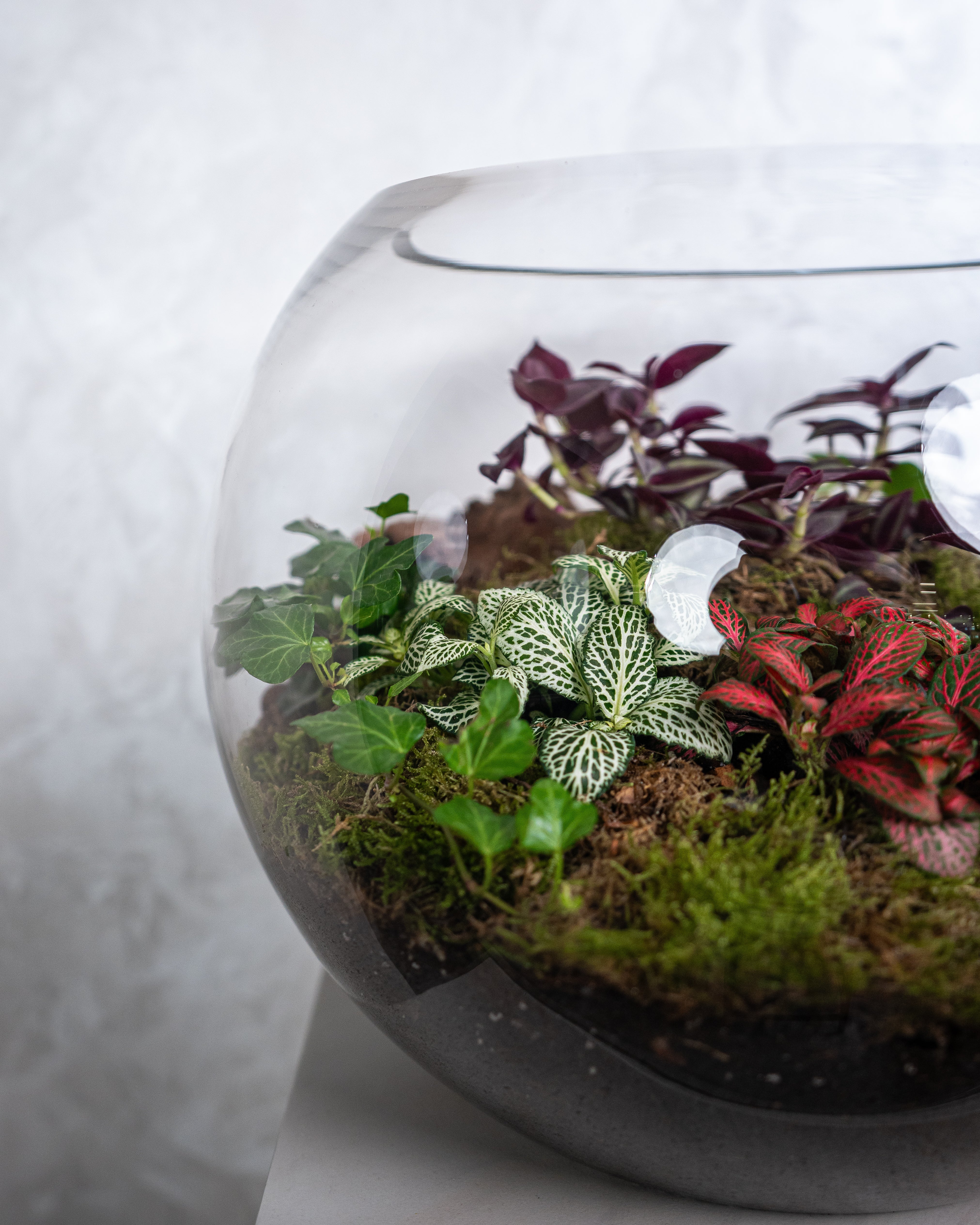 Cheerful Foliage Terrarium - Large - Uniflora