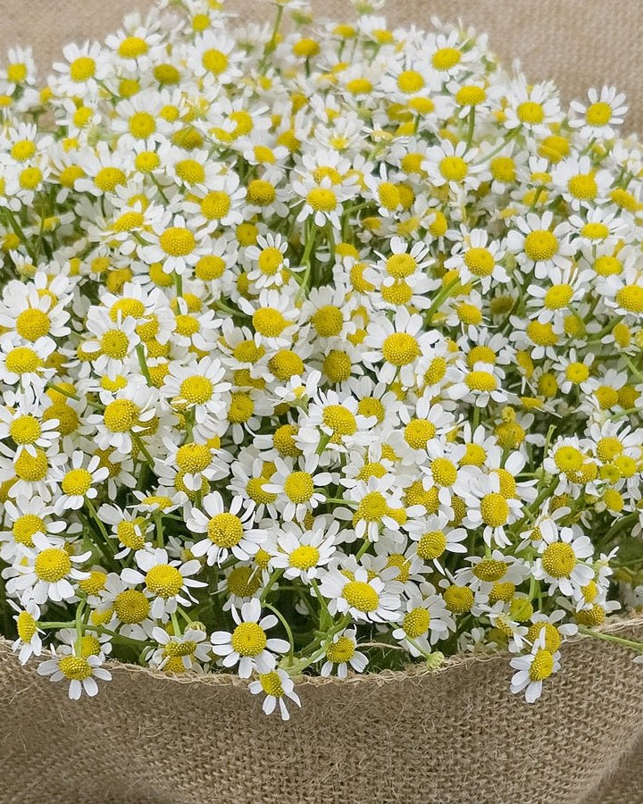 Crystal Chamomile - Uniflora