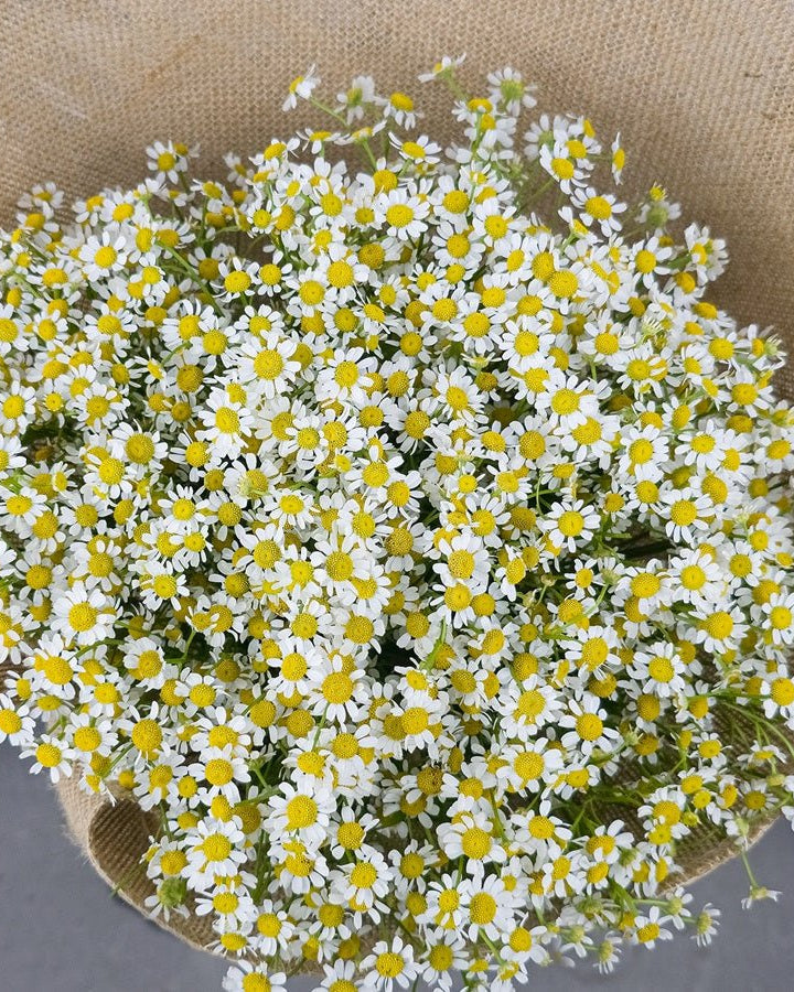 Crystal Chamomile - Uniflora