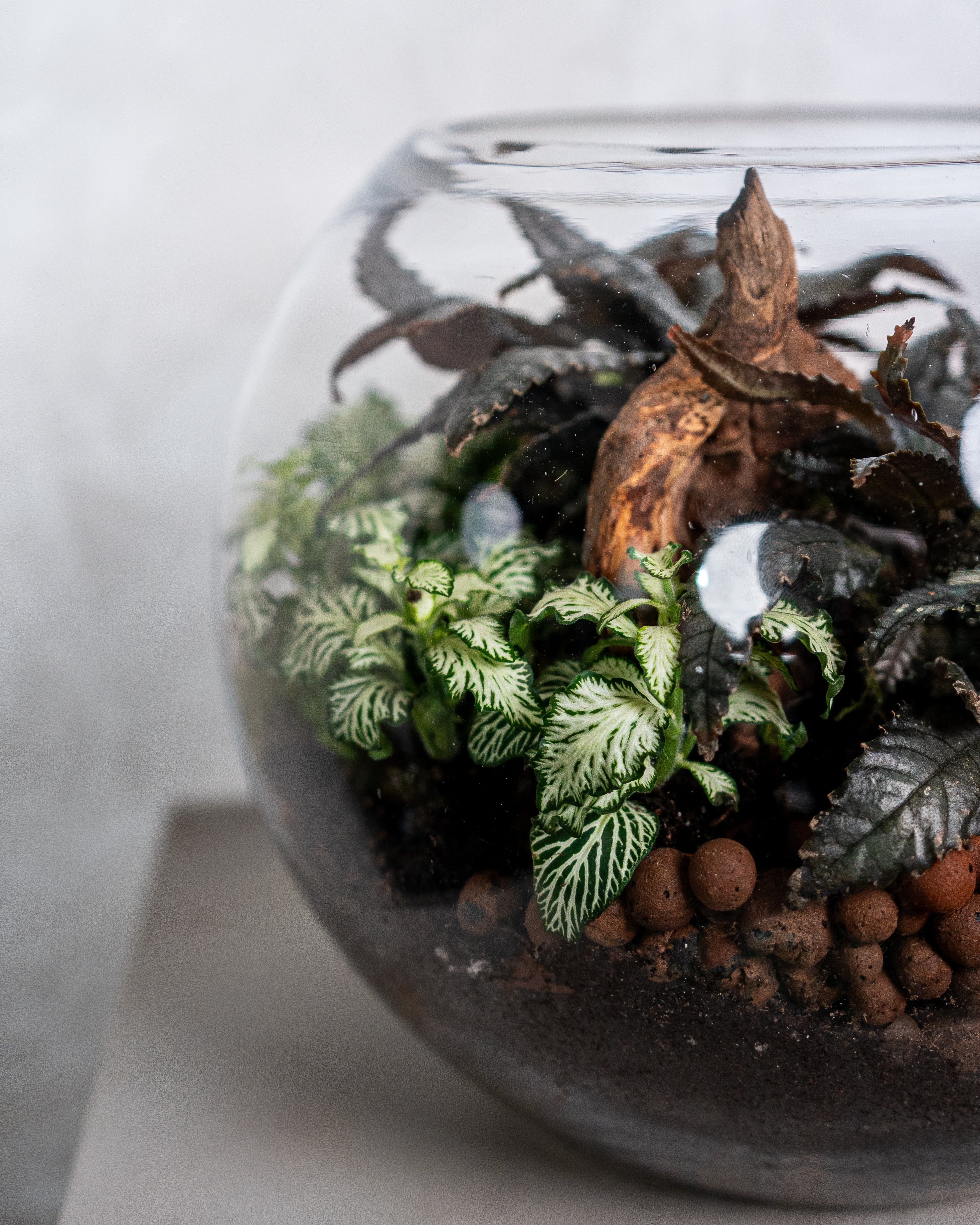 Dark Mystery Terrarium - Medium - Uniflora