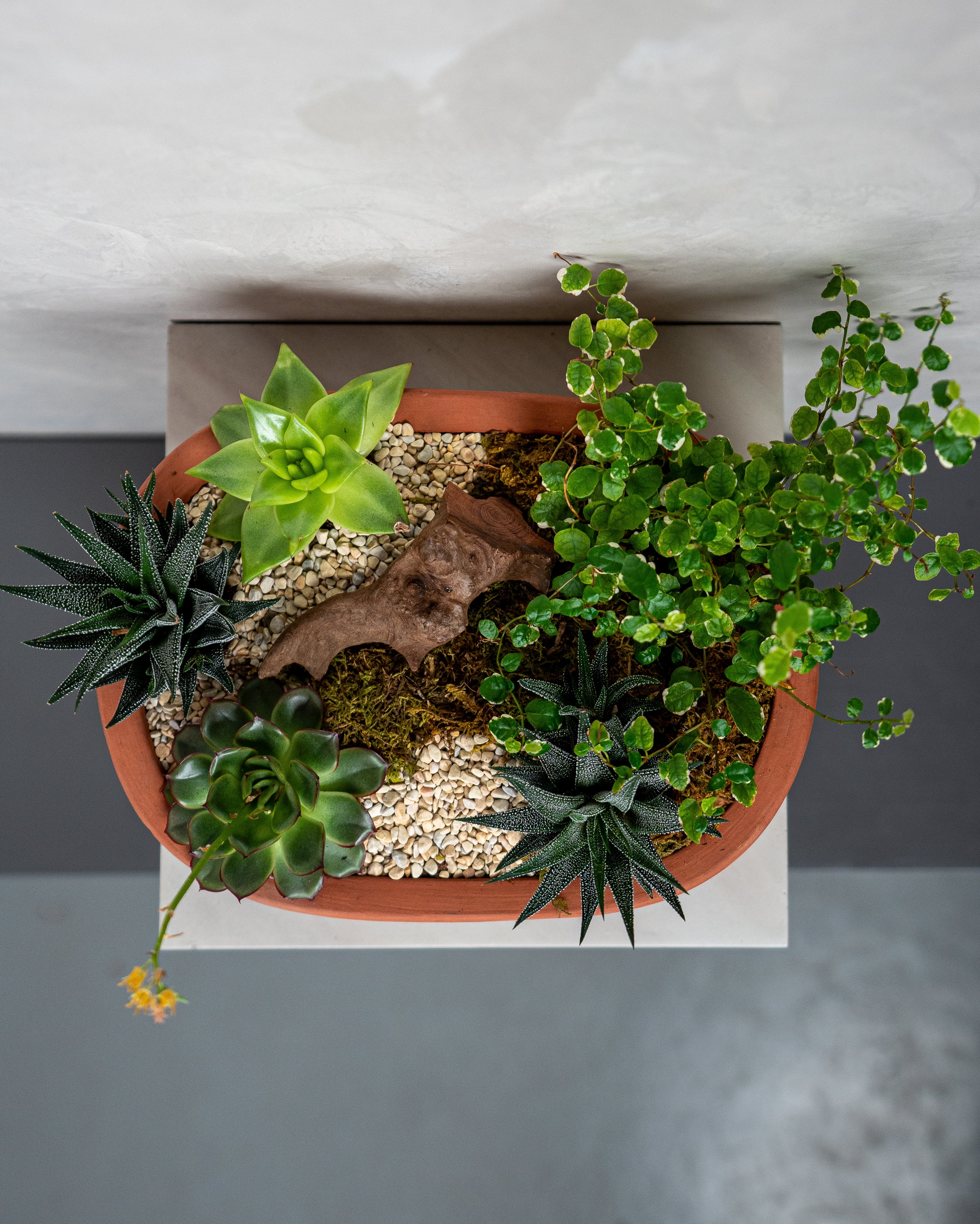 Desert Garden - Uniflora