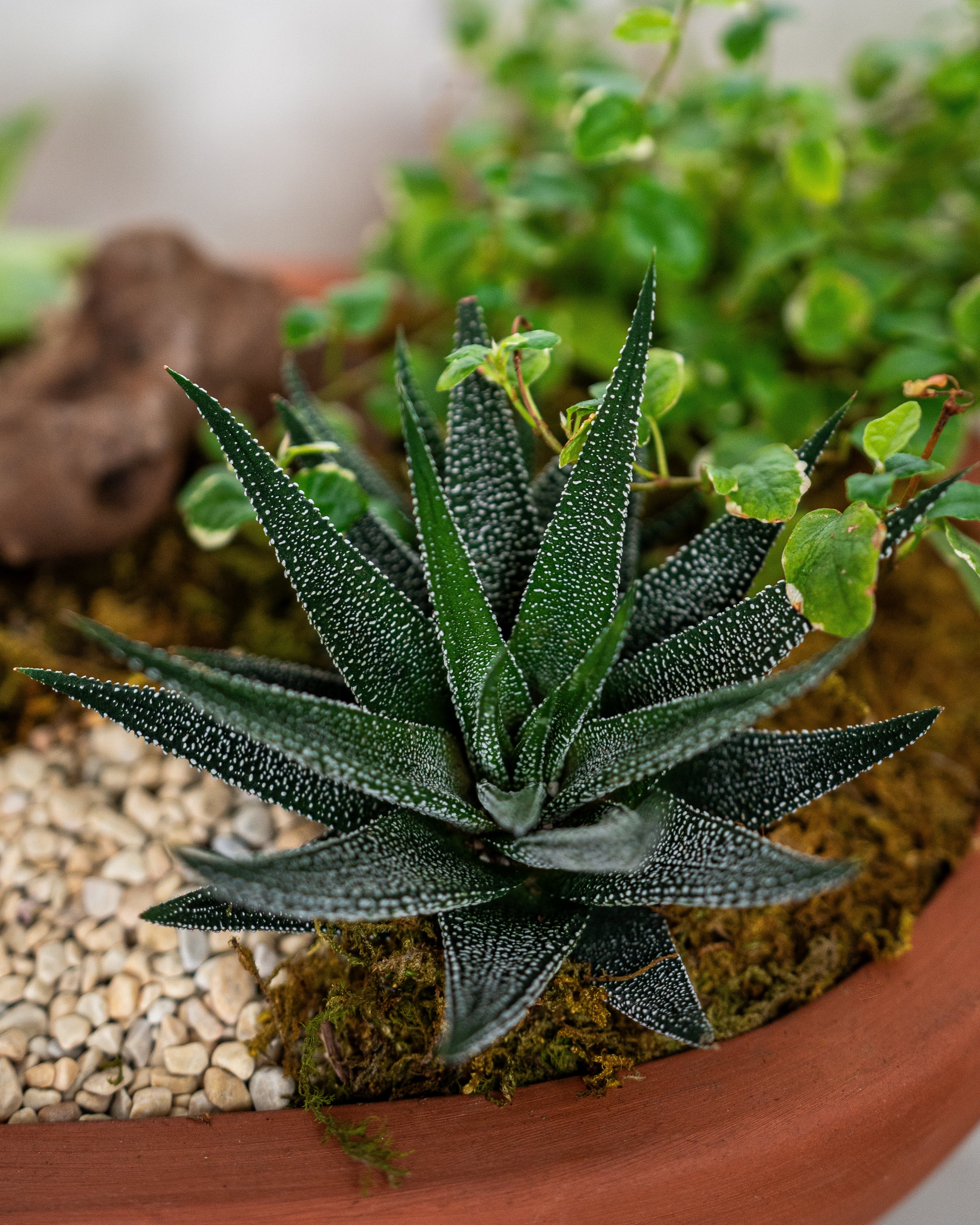 Desert Garden - Uniflora