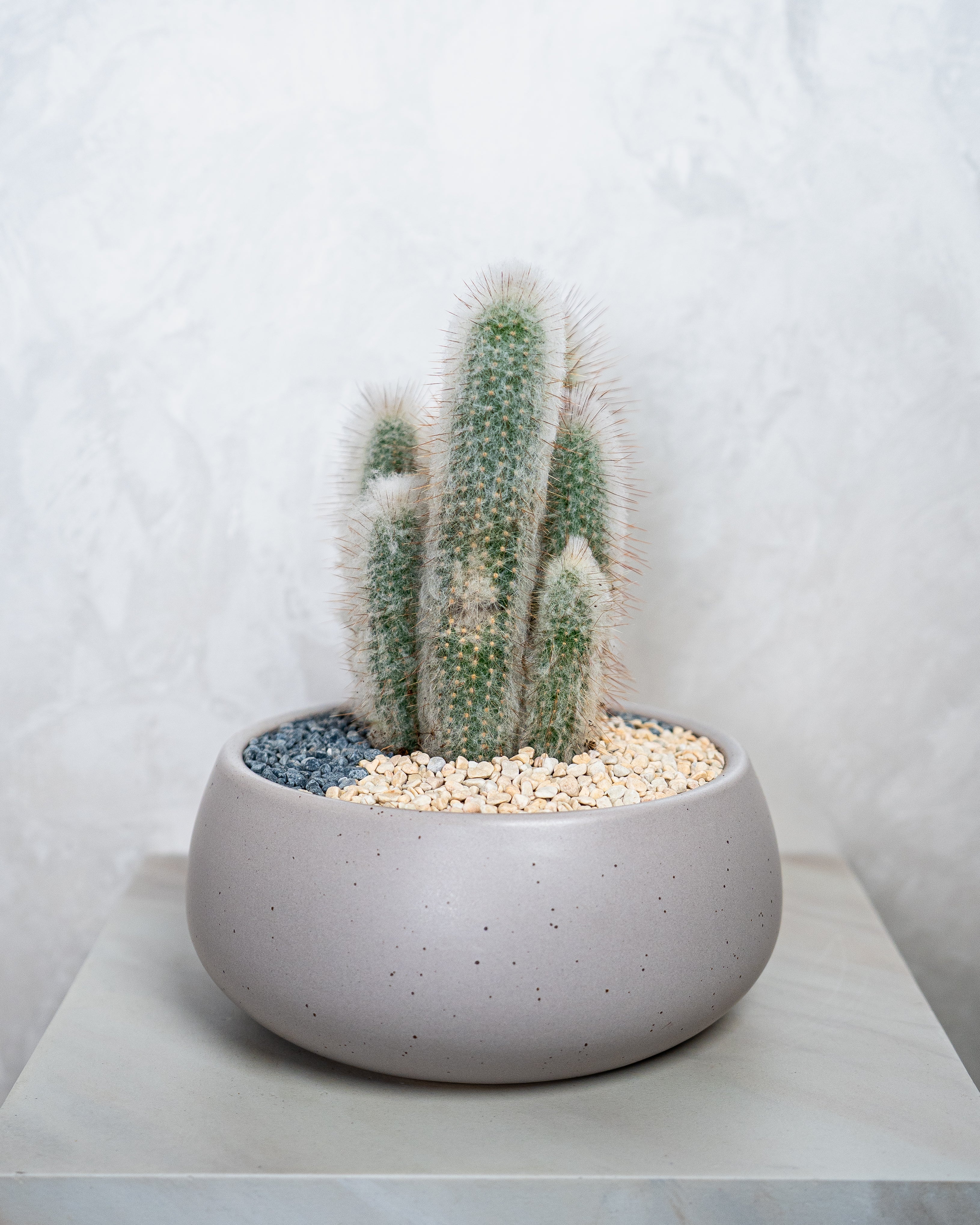 Desert Sculpture - Uniflora
