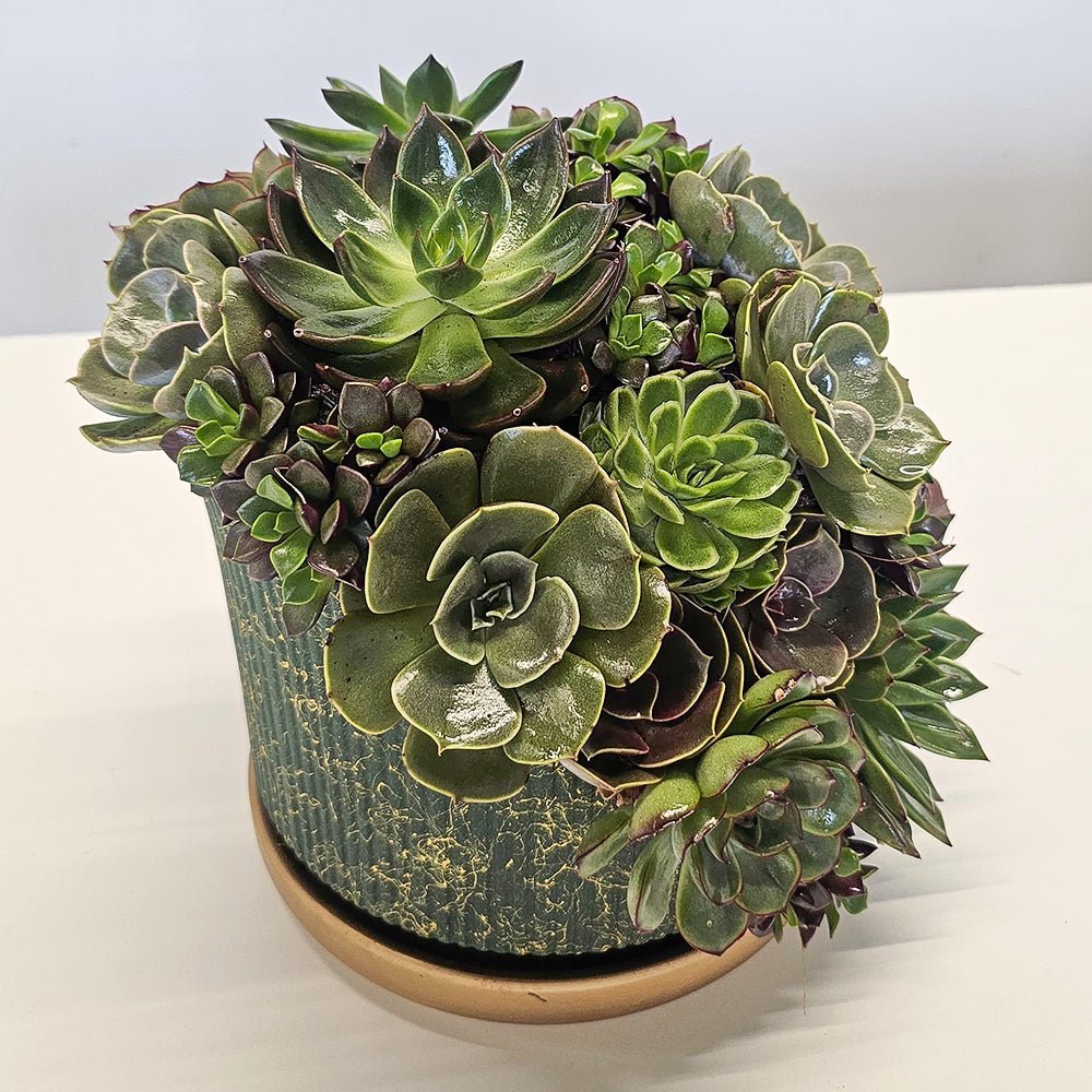Echeveria Paradise - Uniflora
