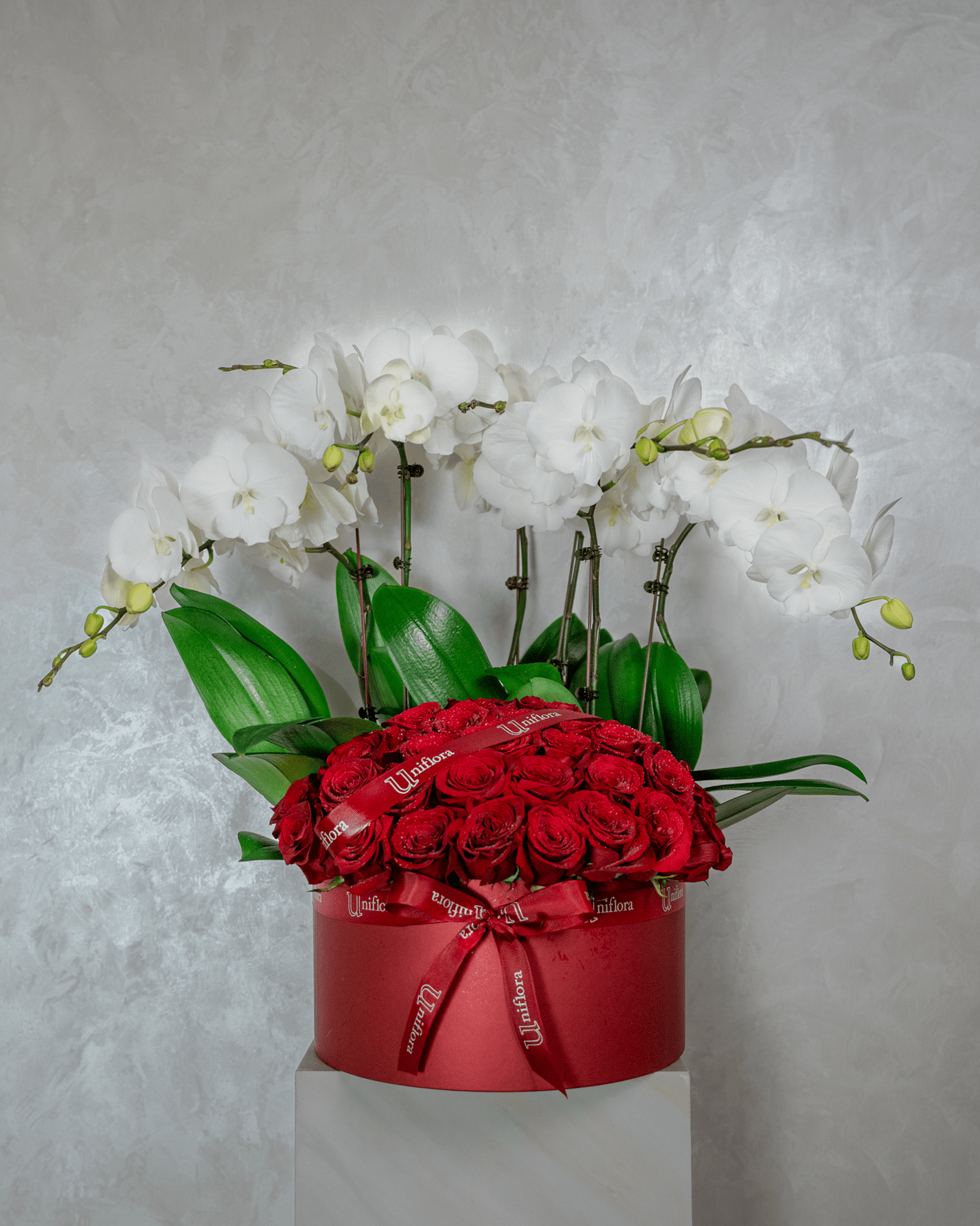 Eternal Contrast - Uniflora