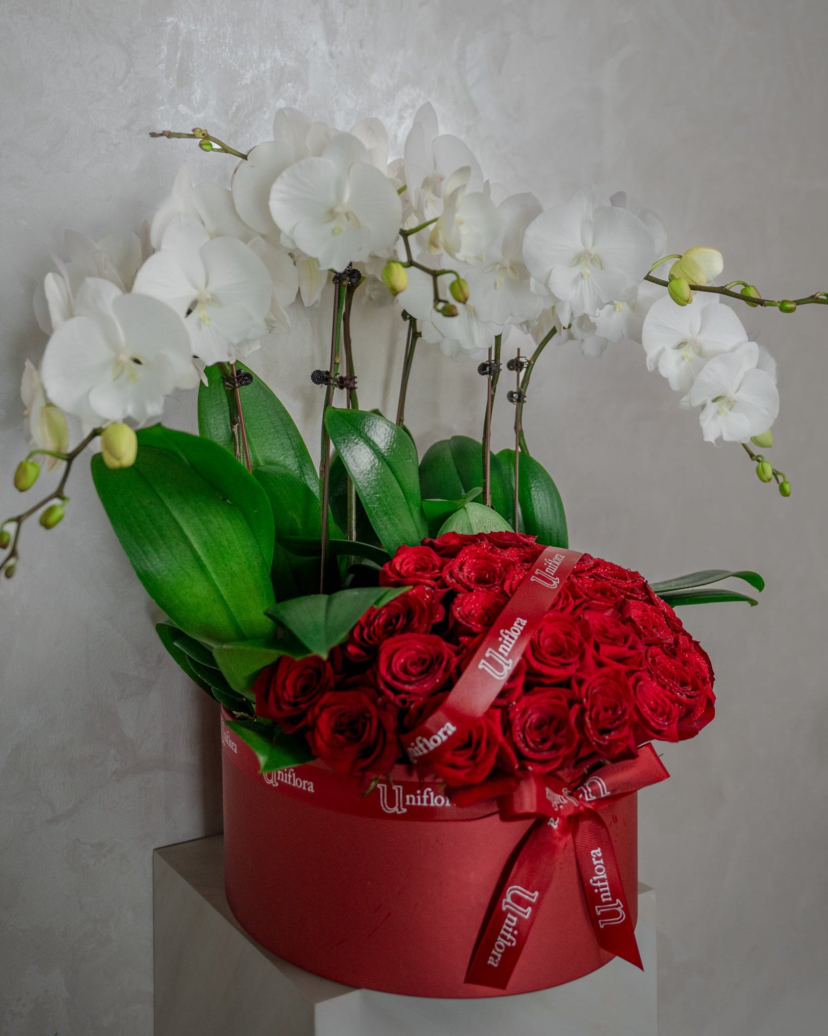 Eternal Contrast - Uniflora