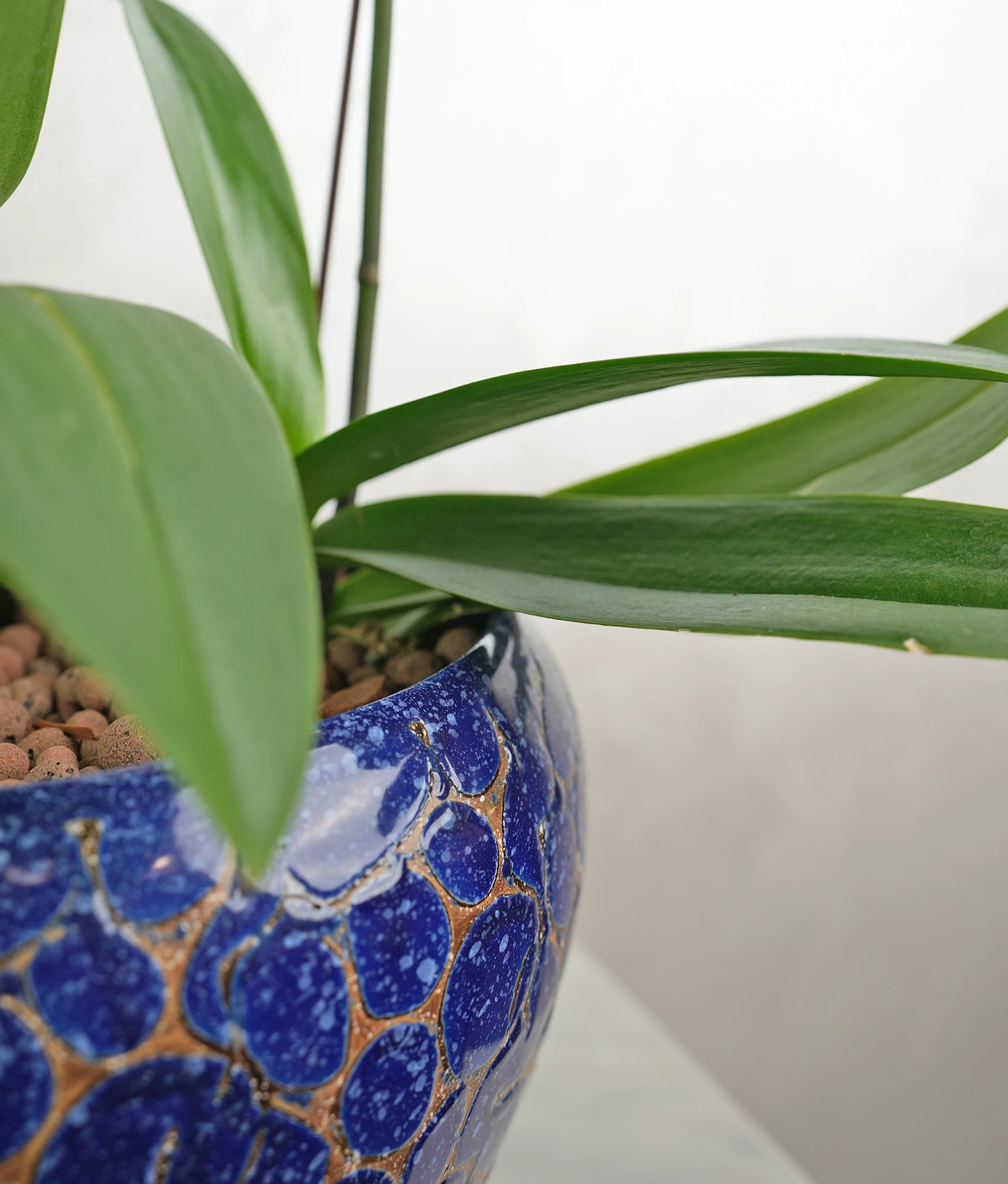 Firoza Duo - Uniflora