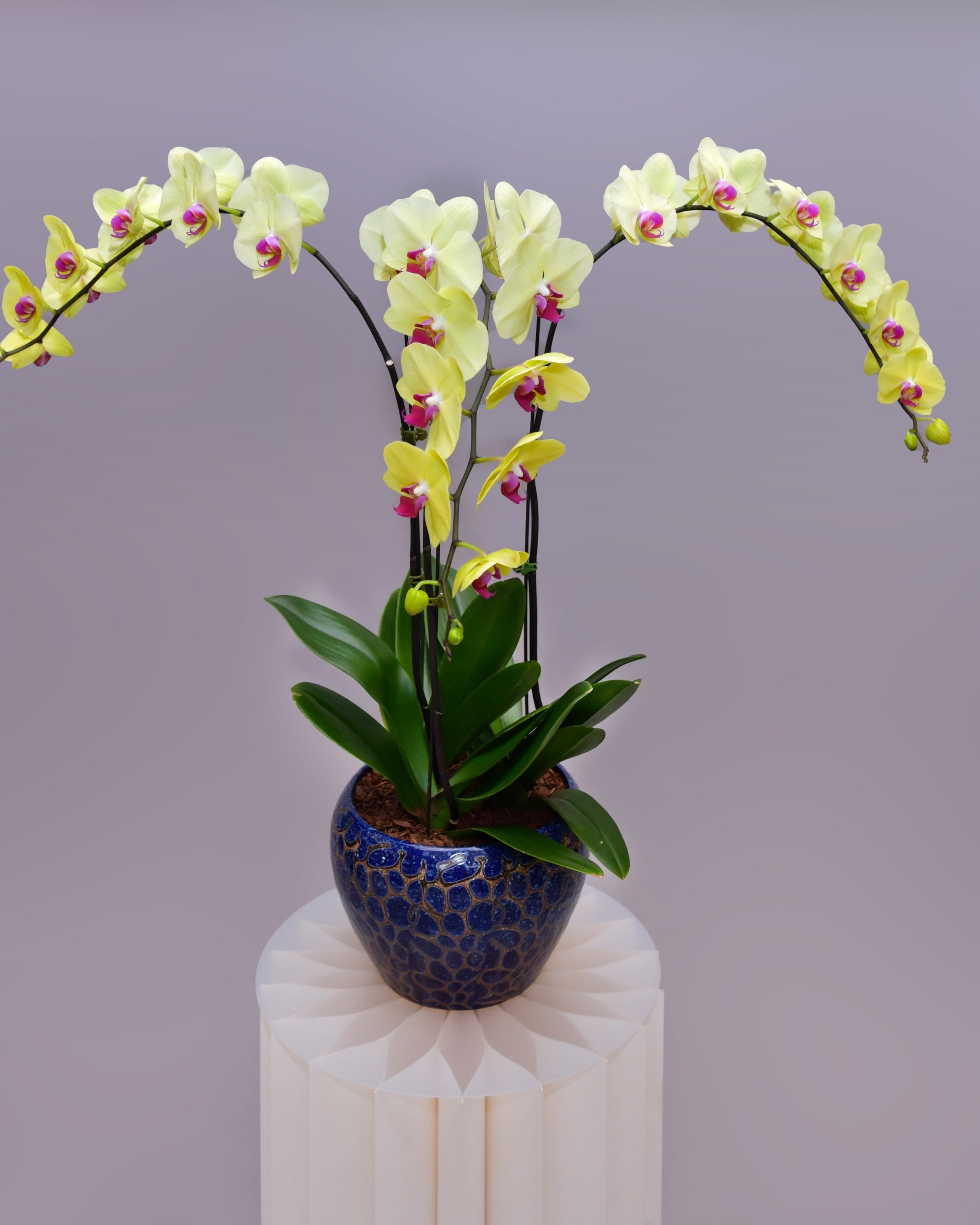 Firoza Trio Orchids - Uniflora