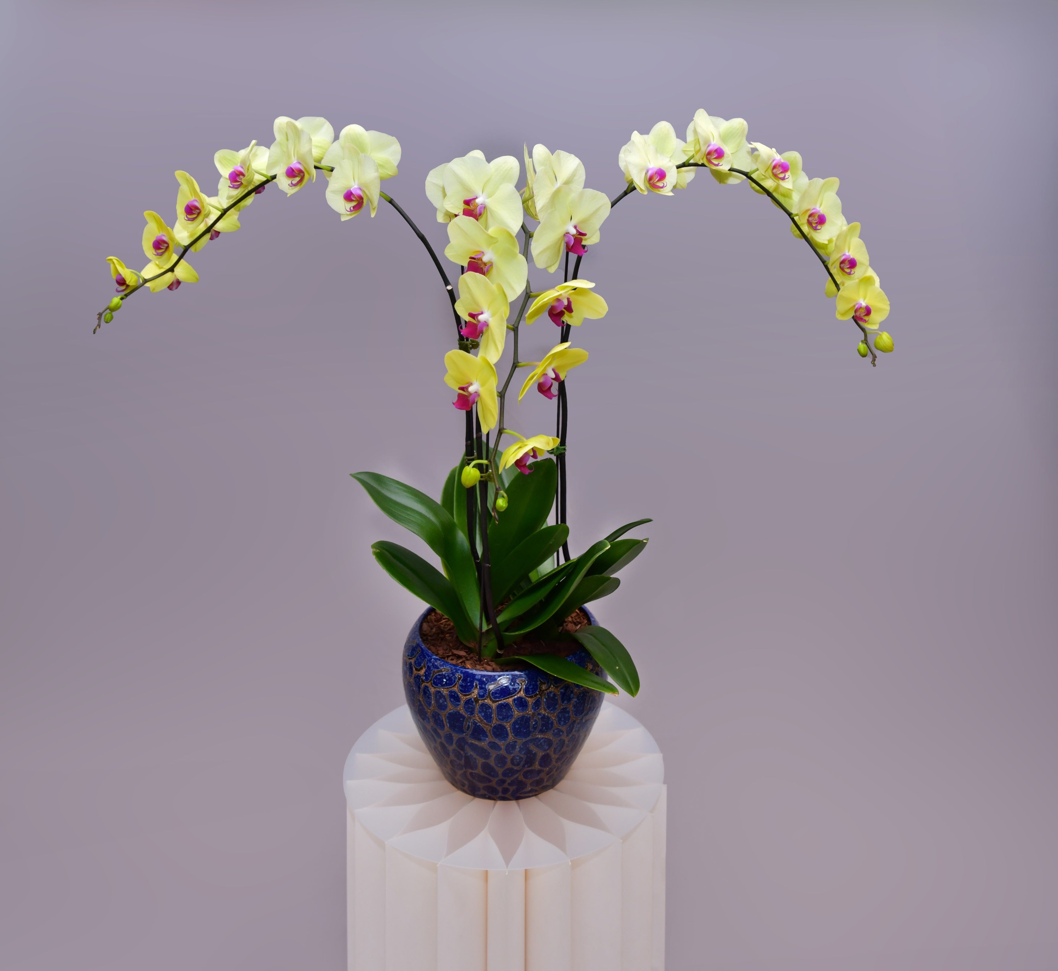 Firoza Trio Orchids - Uniflora