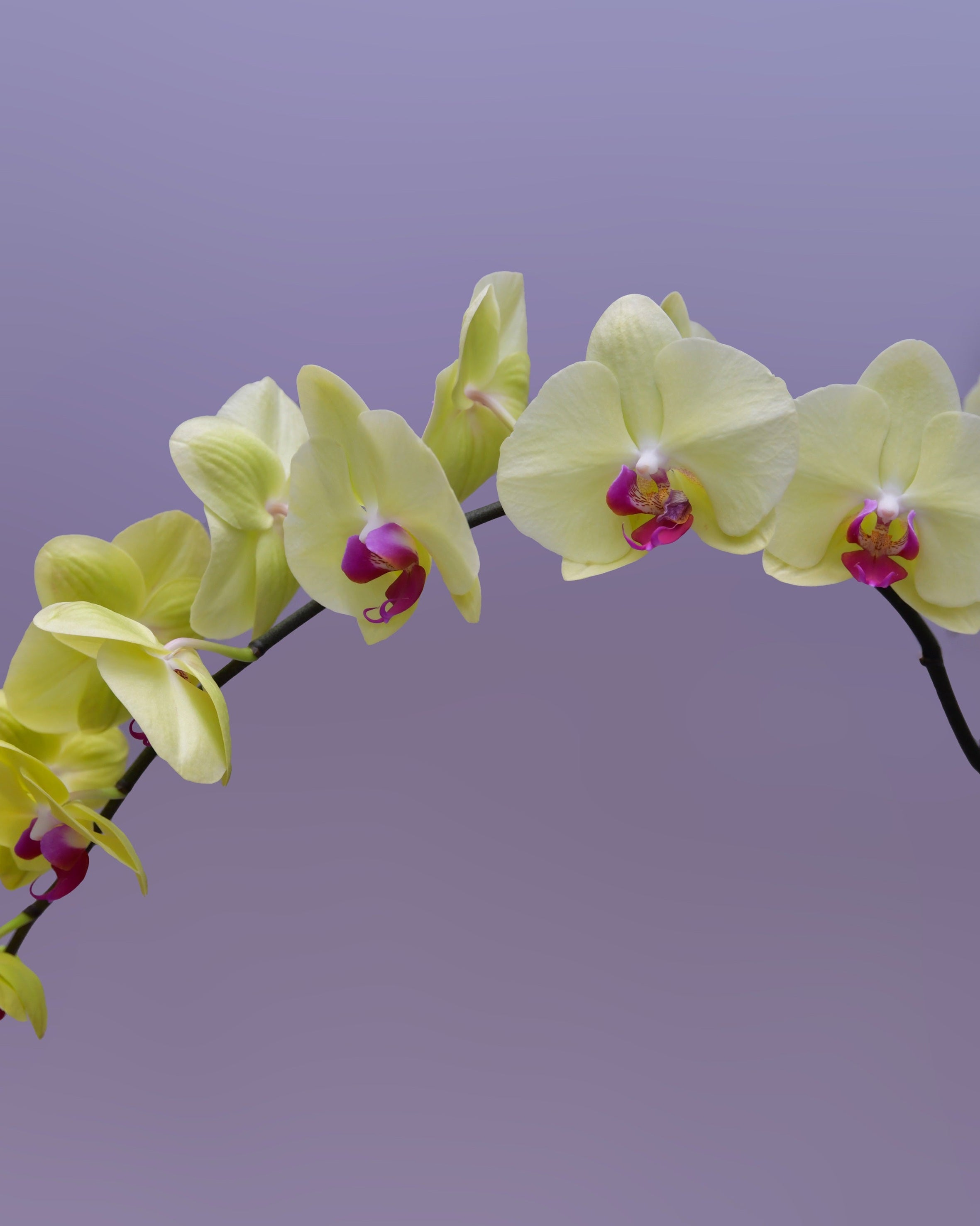 Firoza Trio Orchids - Uniflora