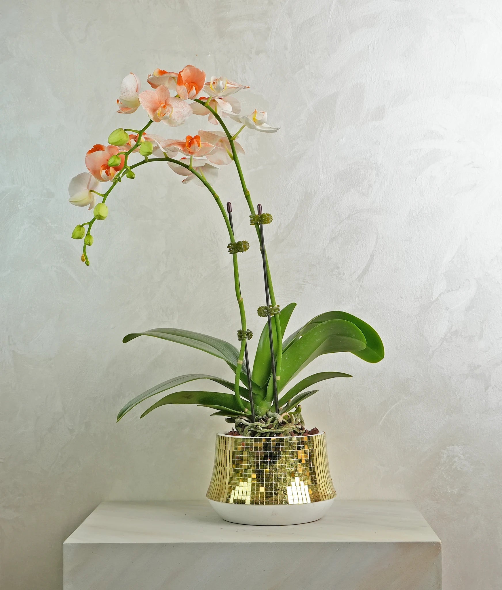 Golden Ember Orchids - Uniflora