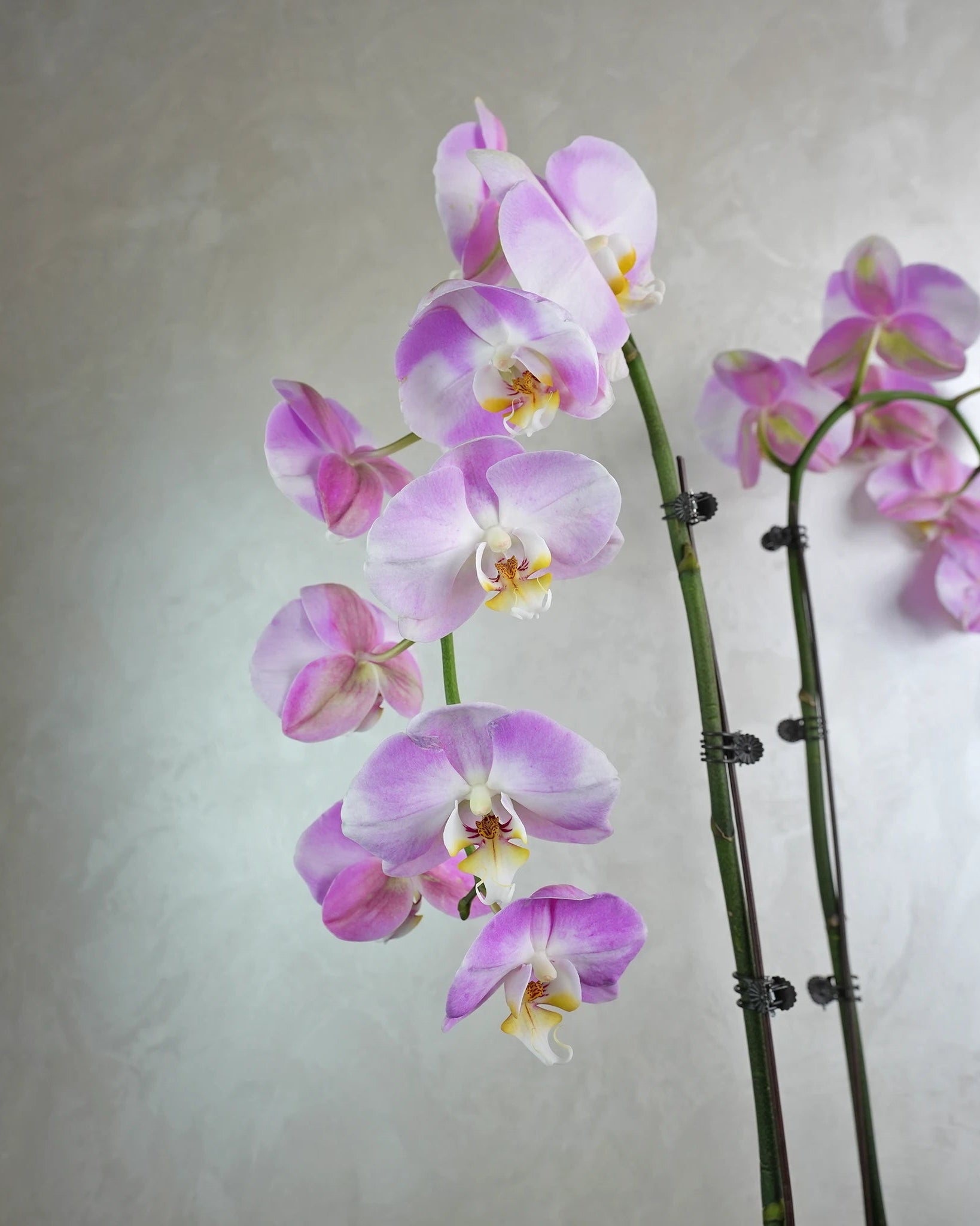 Lavender Trio Orchids - Uniflora