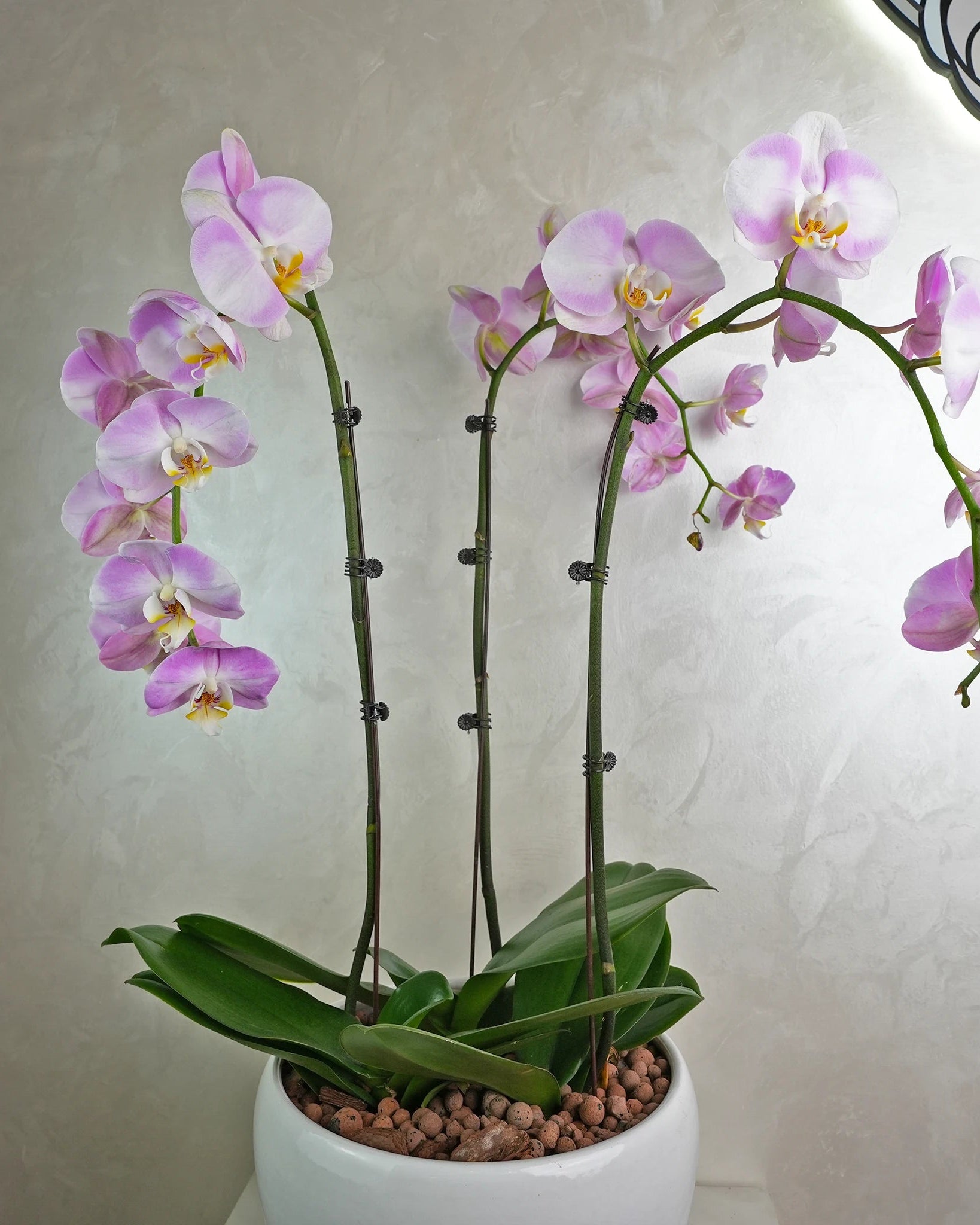 Lavender Trio Orchids - Uniflora