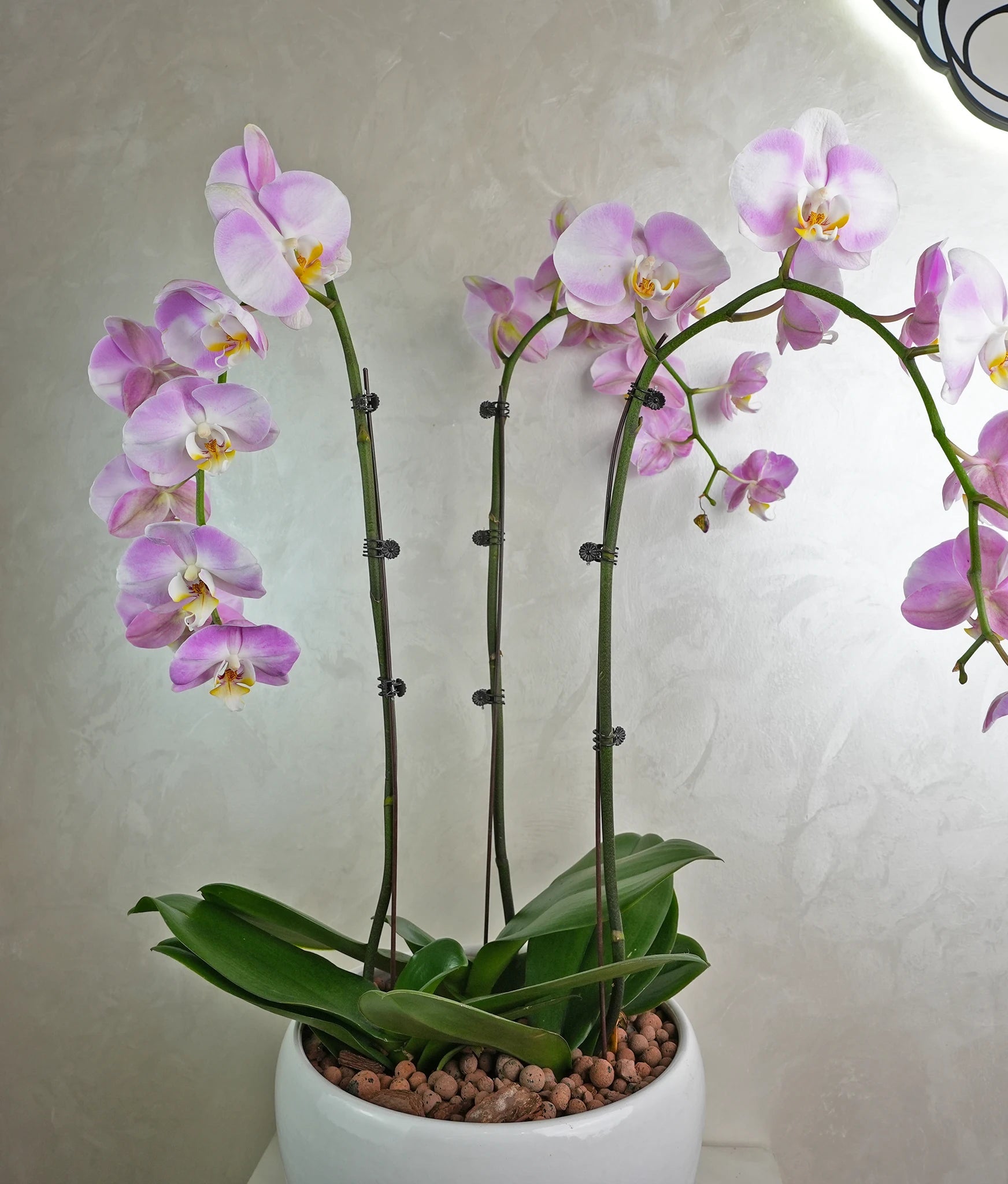 Lavender Trio Orchids - Uniflora