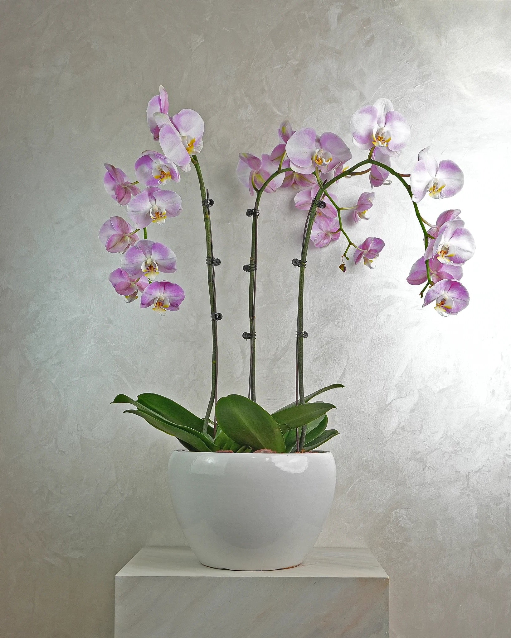 Lavender Trio Orchids - Uniflora