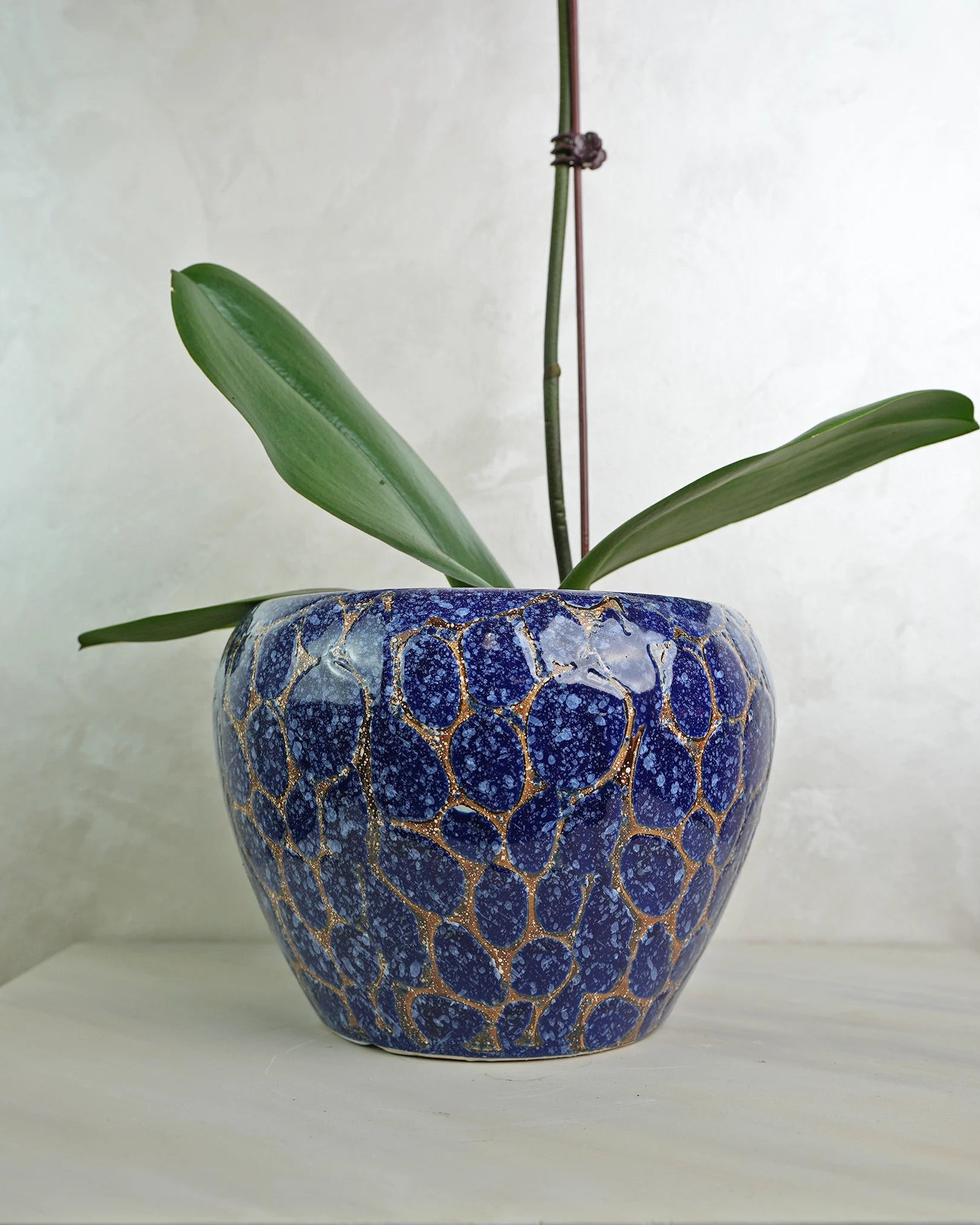 Lavender Wave Orchids - Uniflora