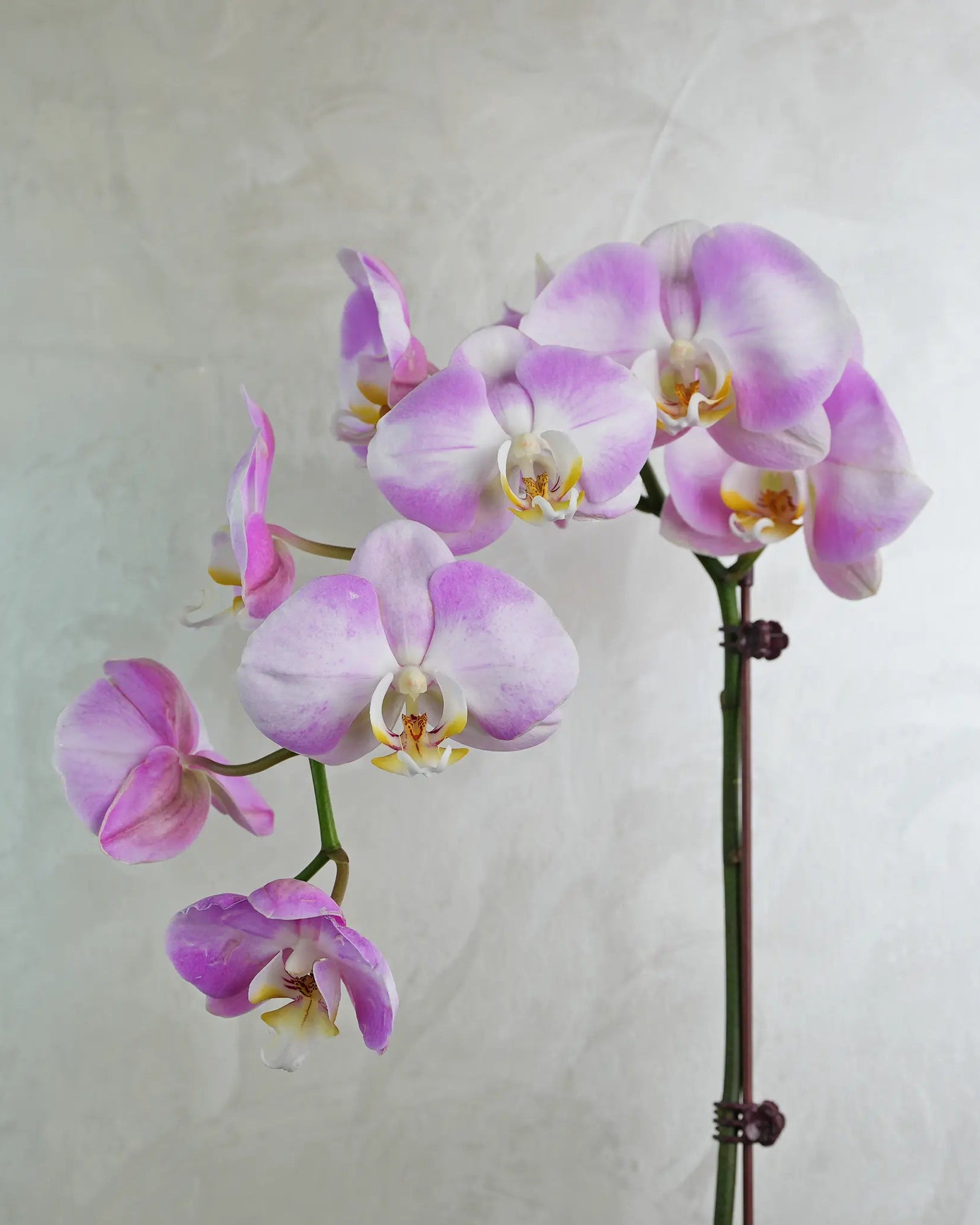 Lavender Wave Orchids - Uniflora