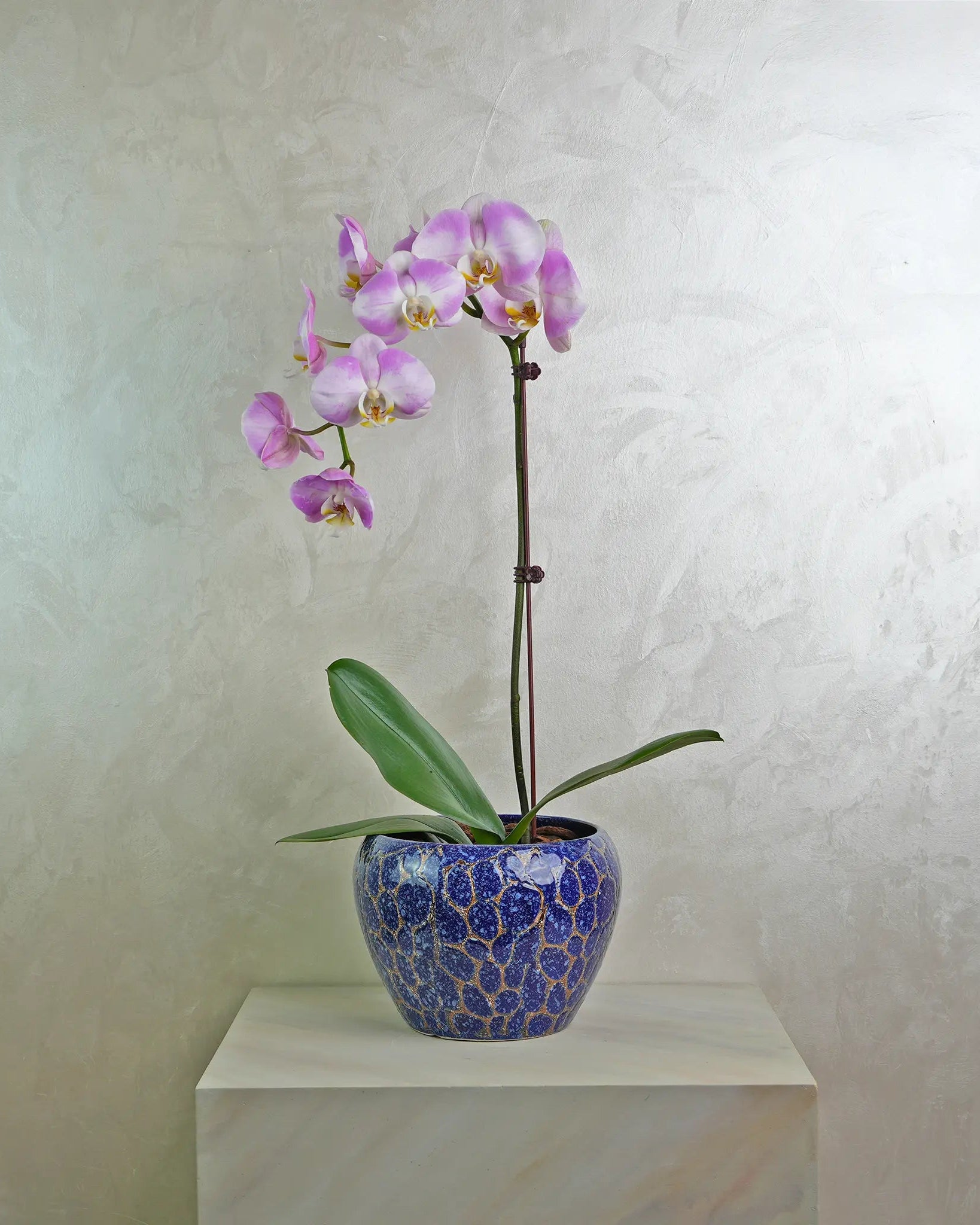 Lavender Wave Orchids - Uniflora