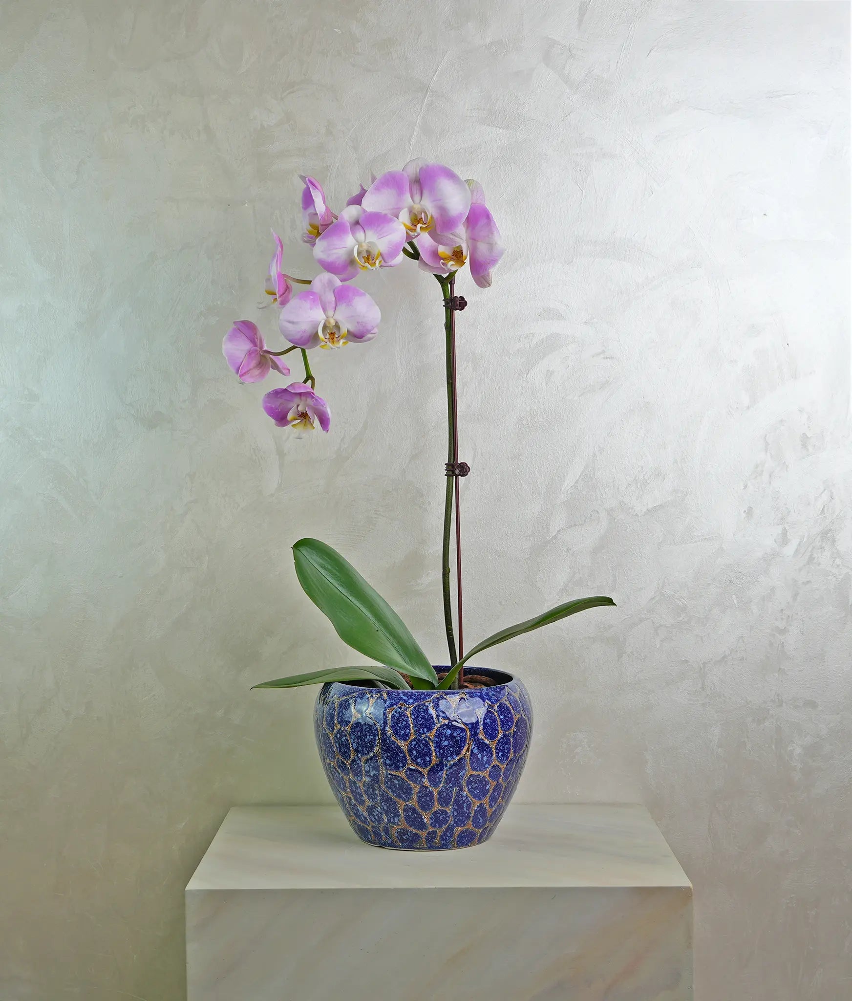 Lavender Wave Orchids - Uniflora