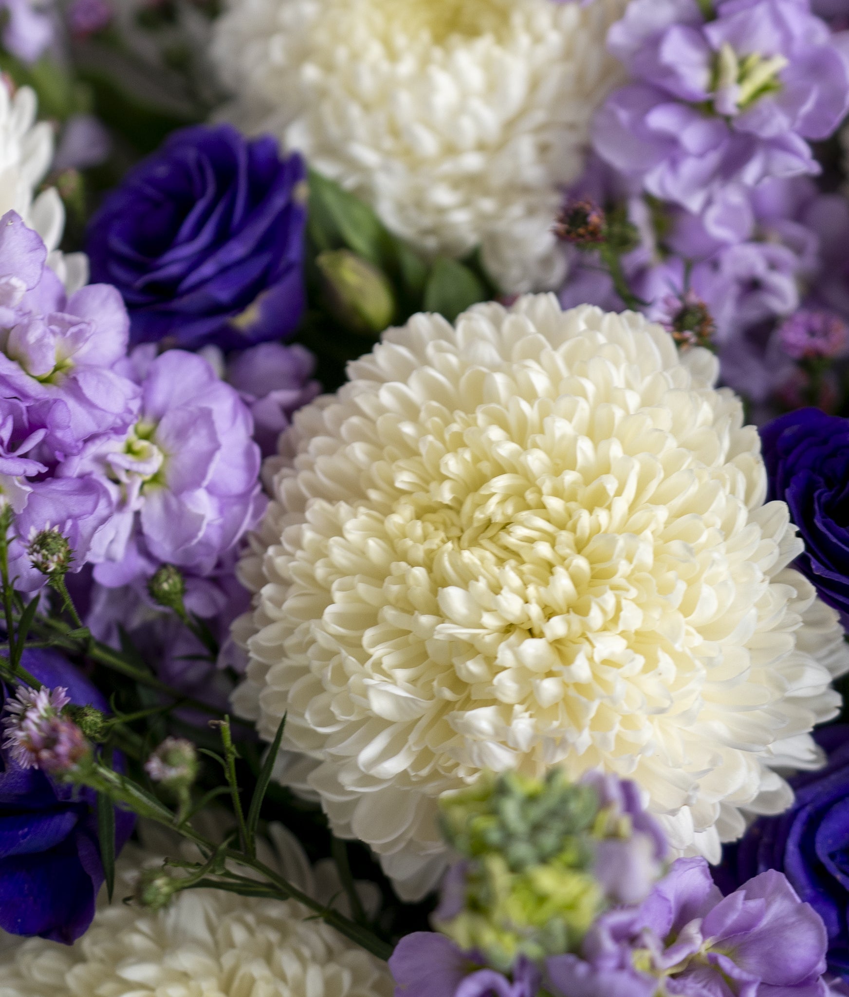 Lilac Blooms - Uniflora