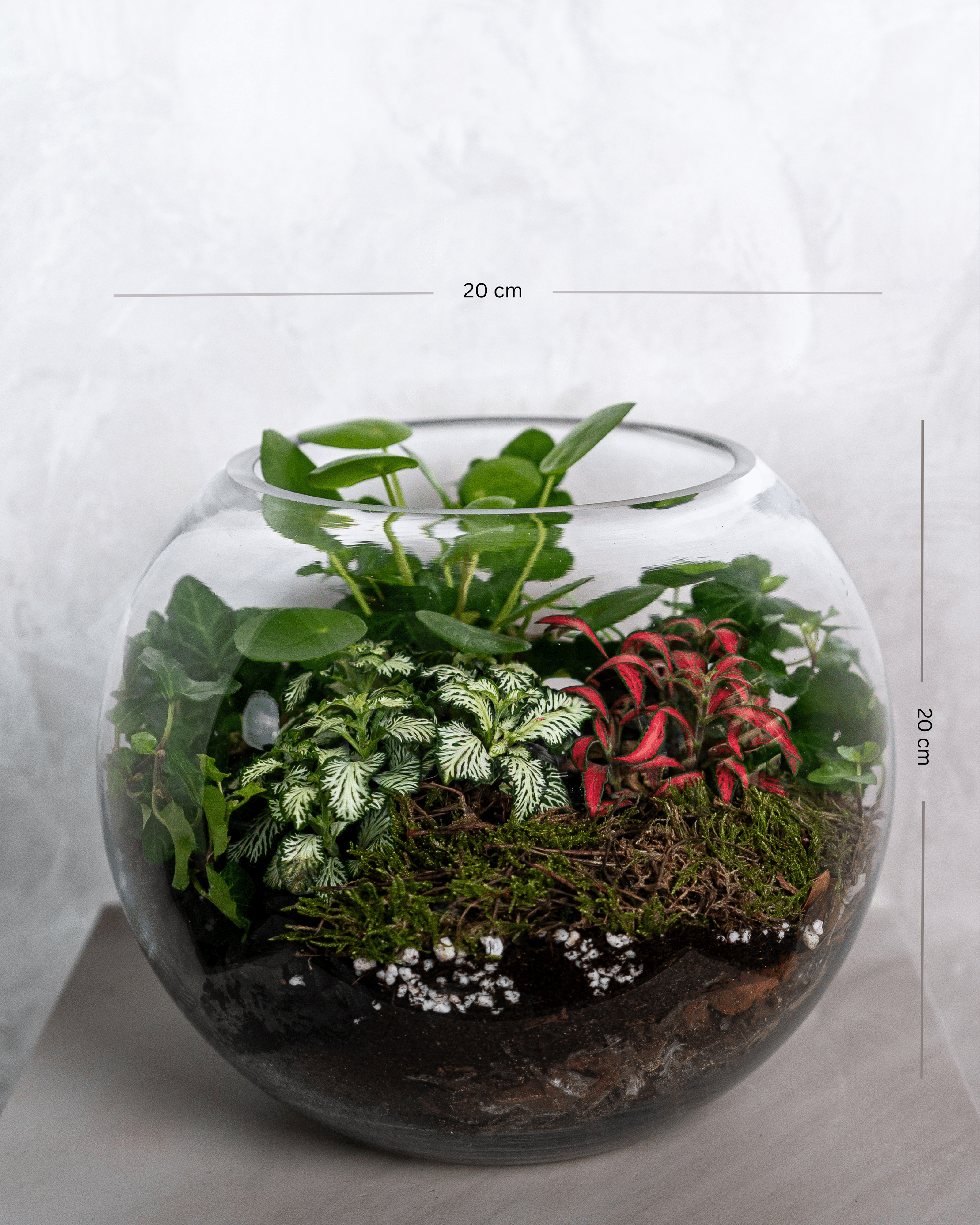 Lucky Terrarium - Medium - Uniflora