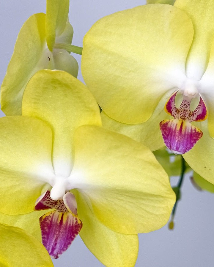Majestic Orchids Dream - Uniflora