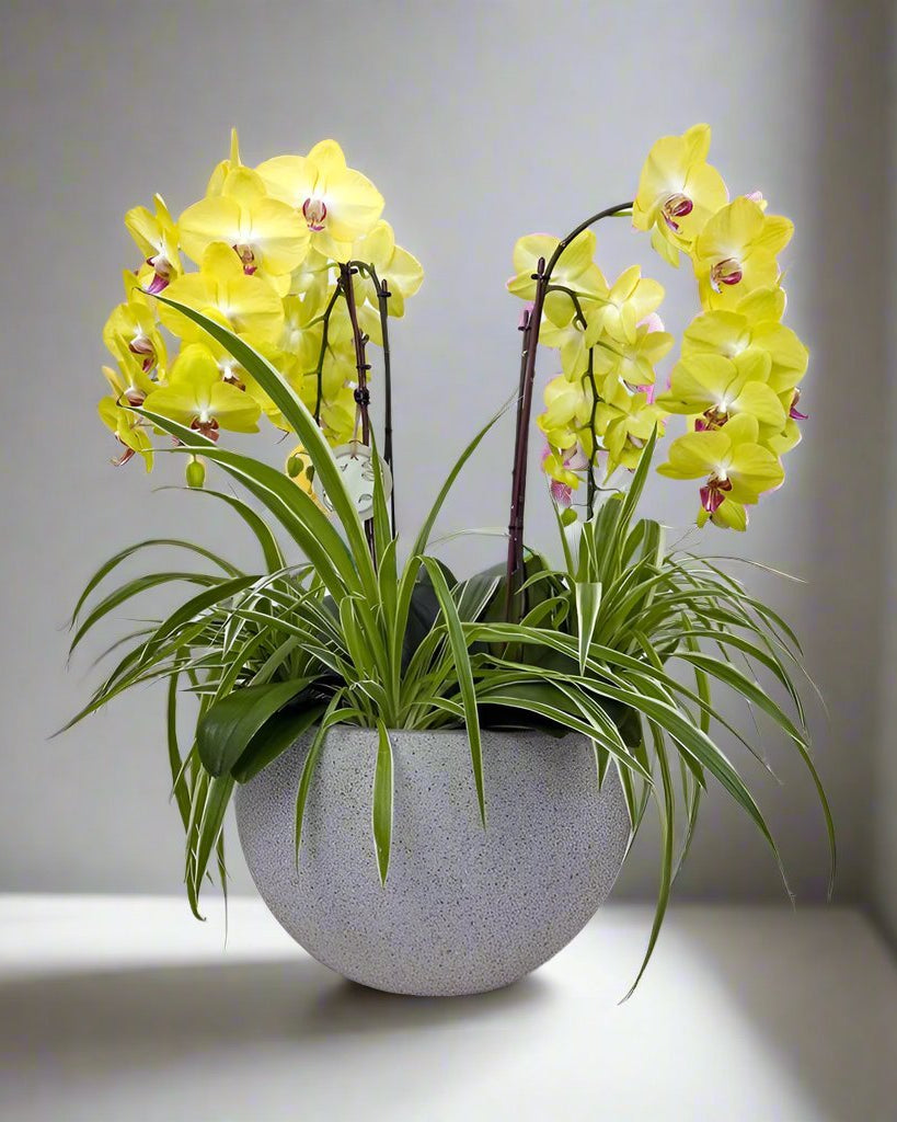 Majestic Orchids Dream - Uniflora