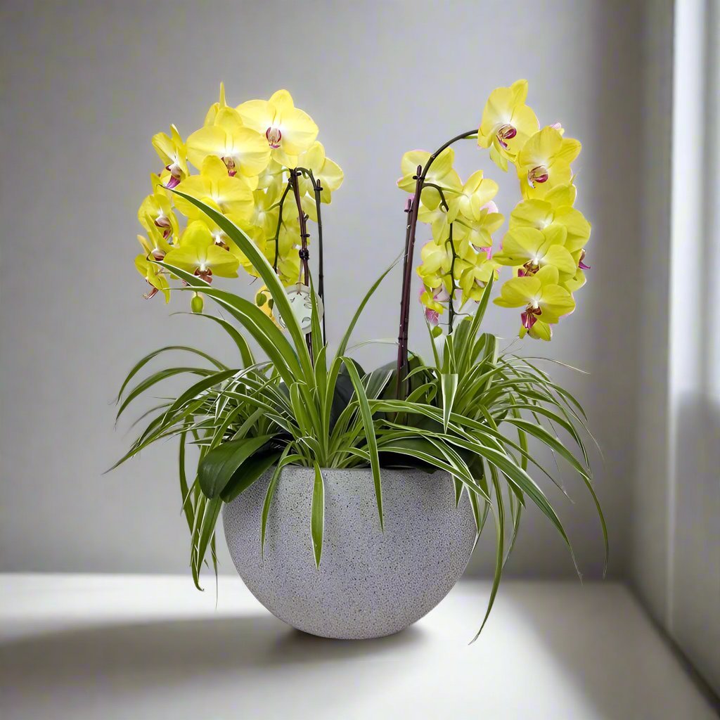 Majestic Orchids Dream - Uniflora