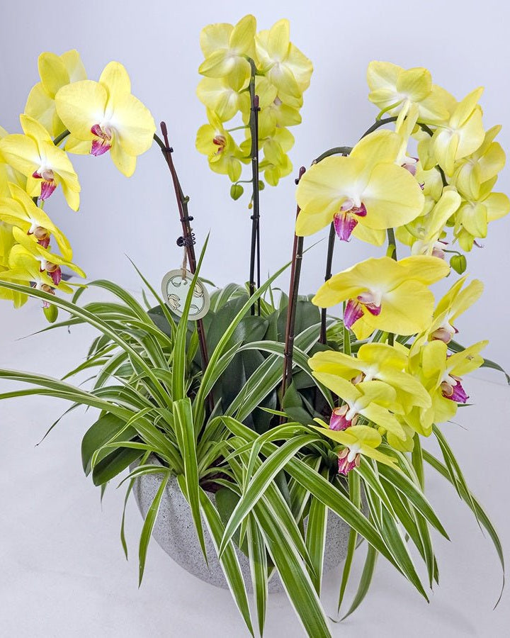 Majestic Orchids Dream - Uniflora